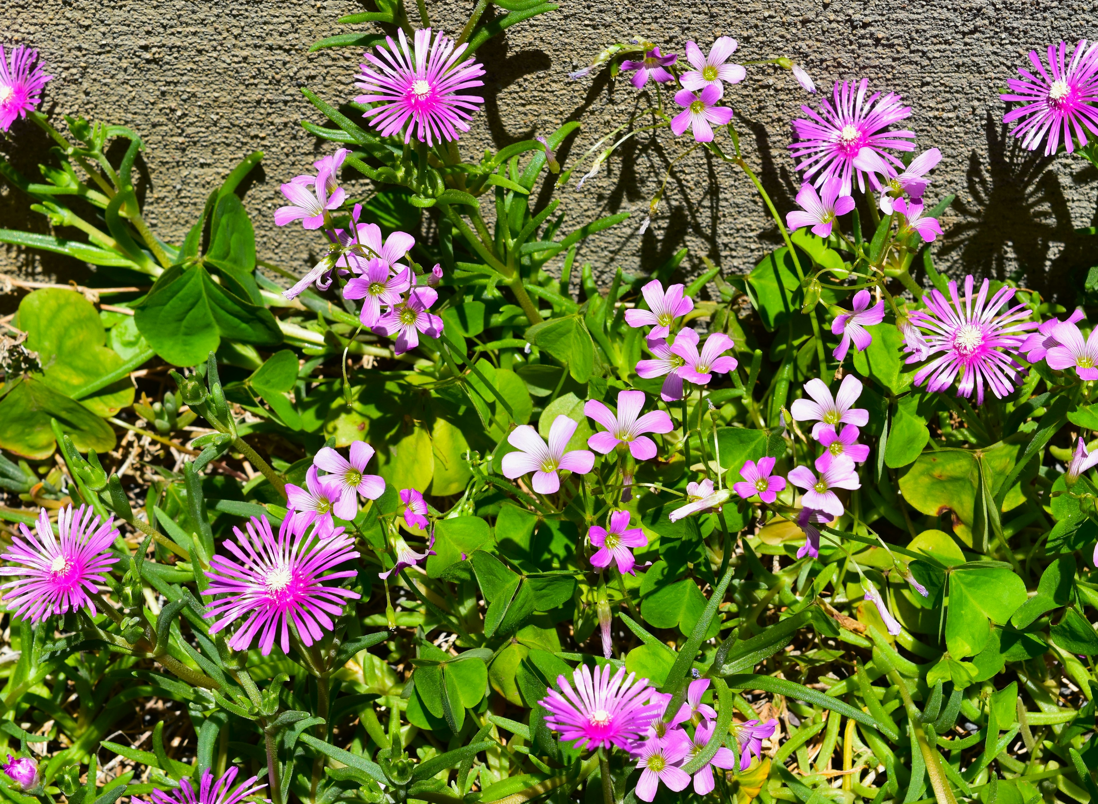 緑の葉に囲まれたピンクの花が咲いている風景