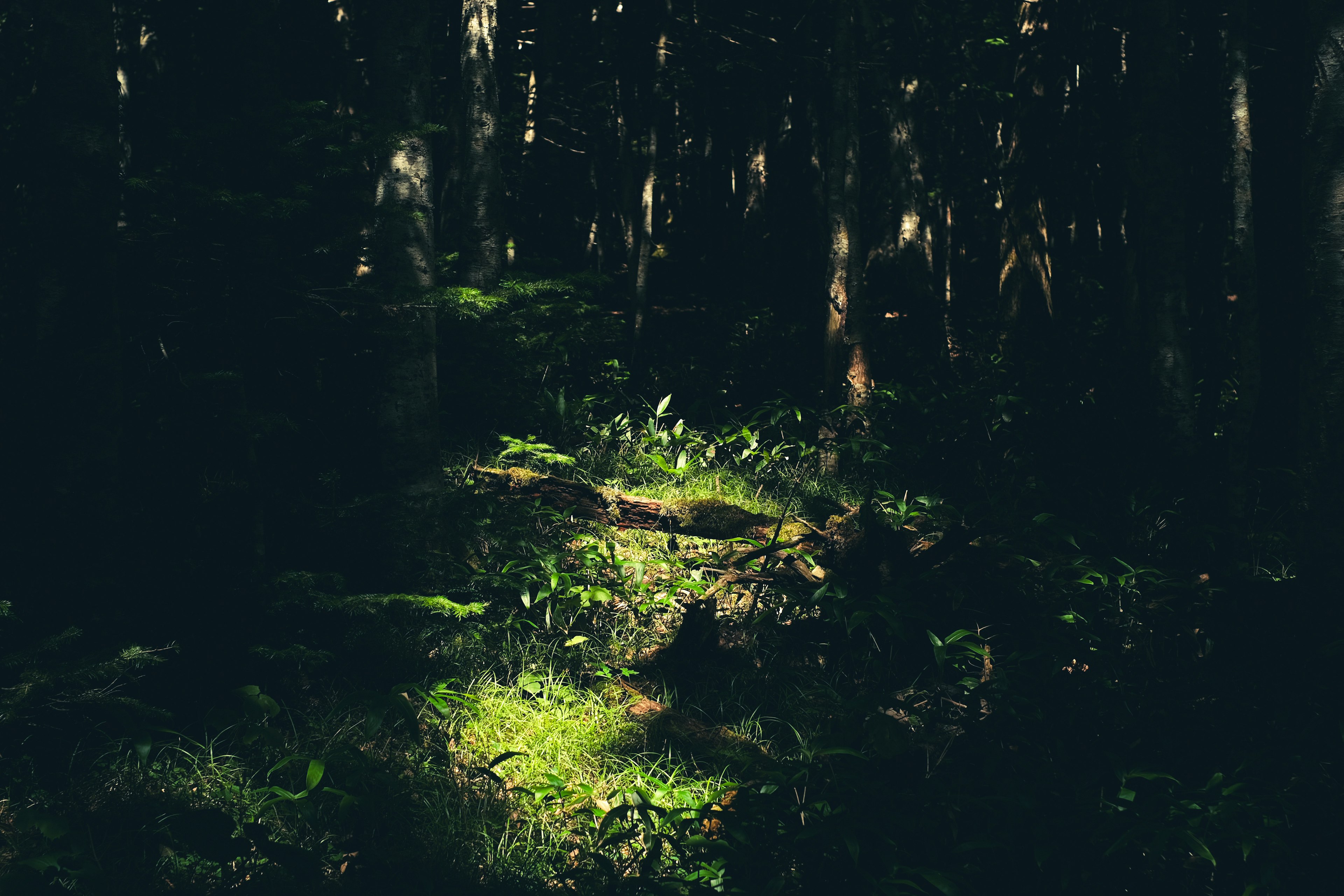 Grüne Grasfleck beleuchtet in einem dunklen Wald