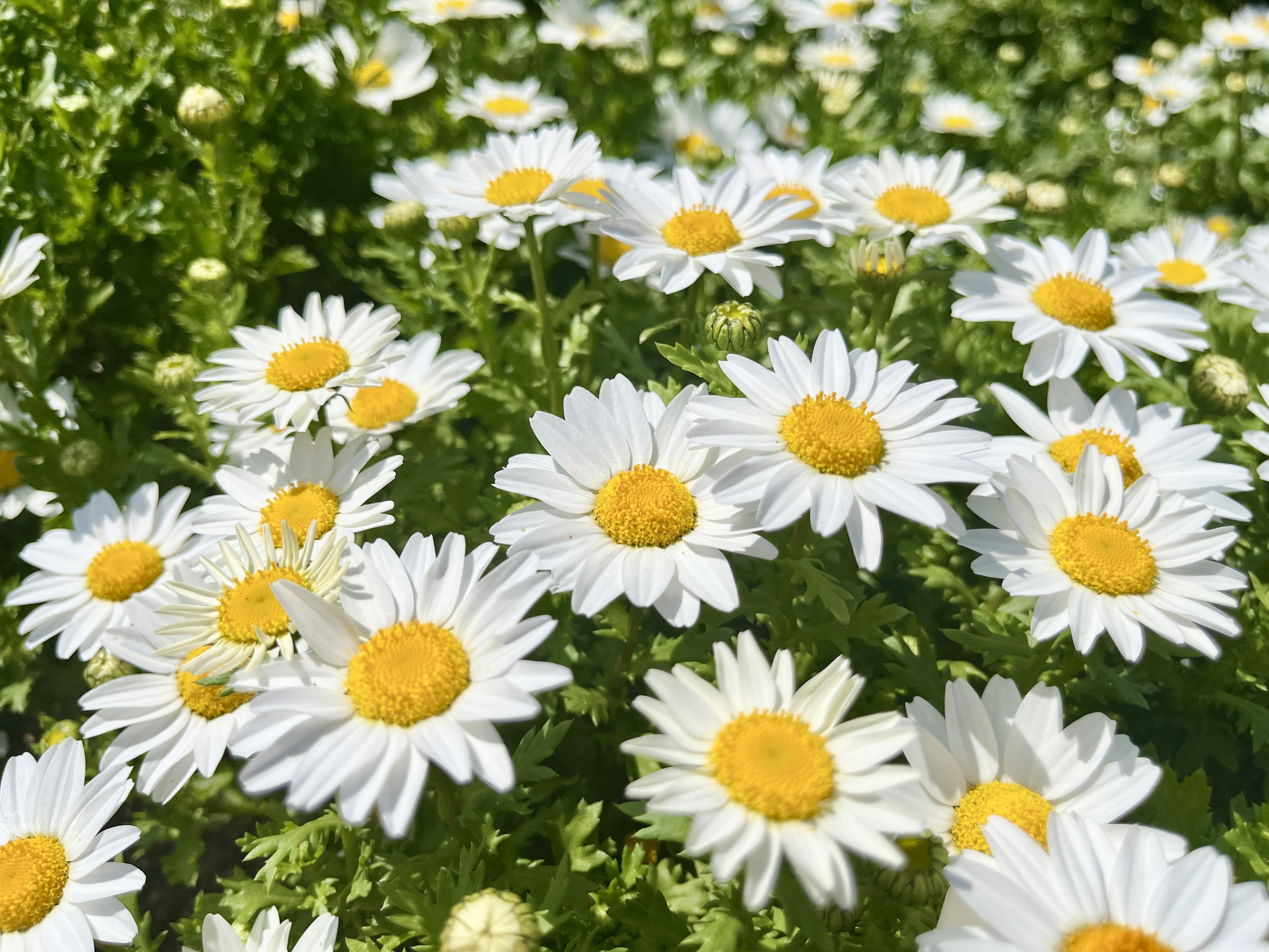 Daisy dengan kelopak putih dan pusat kuning mekar di latar belakang hijau