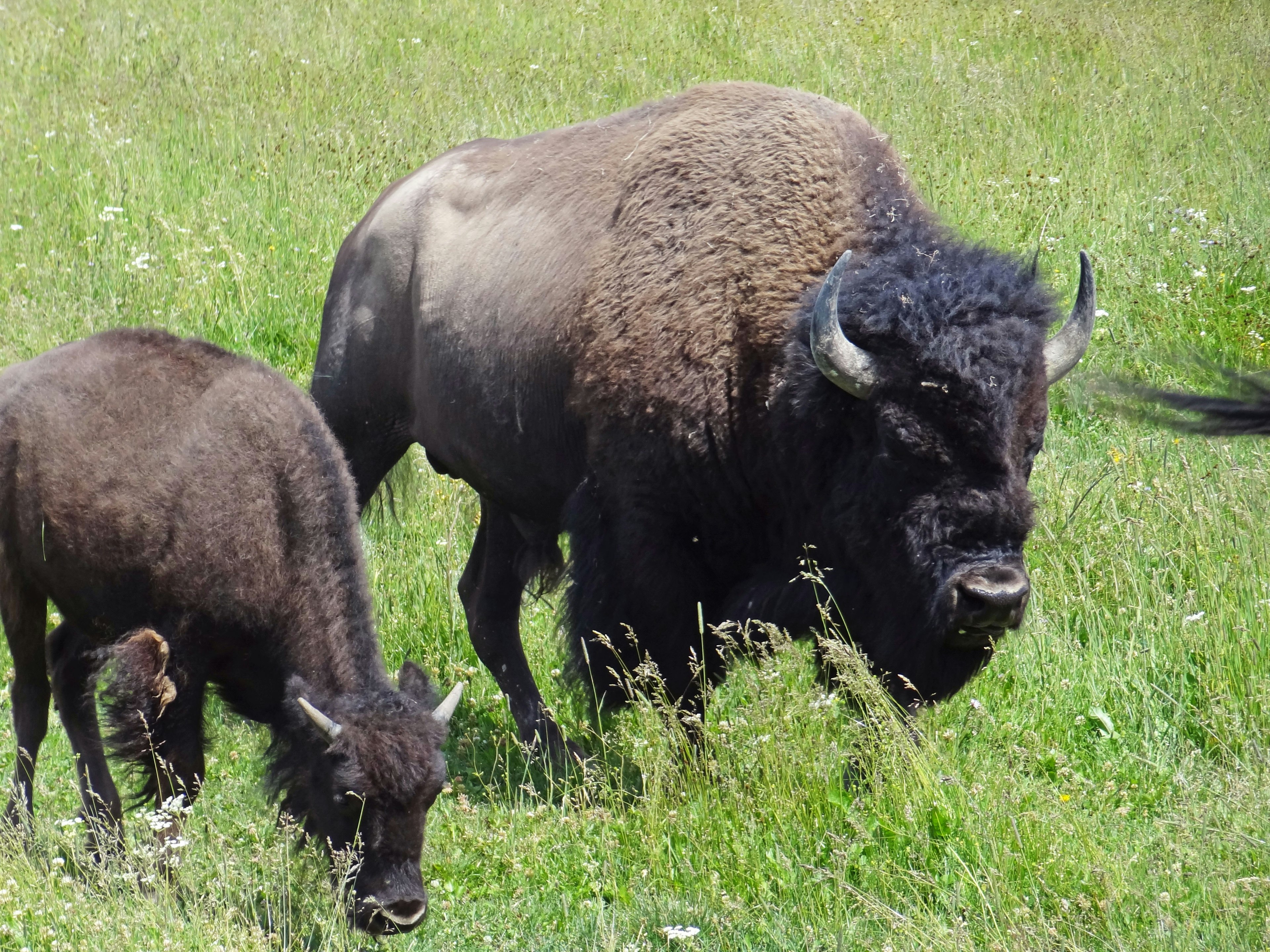 Ein Paar Bisons, die auf einer grasigen Fläche grasen