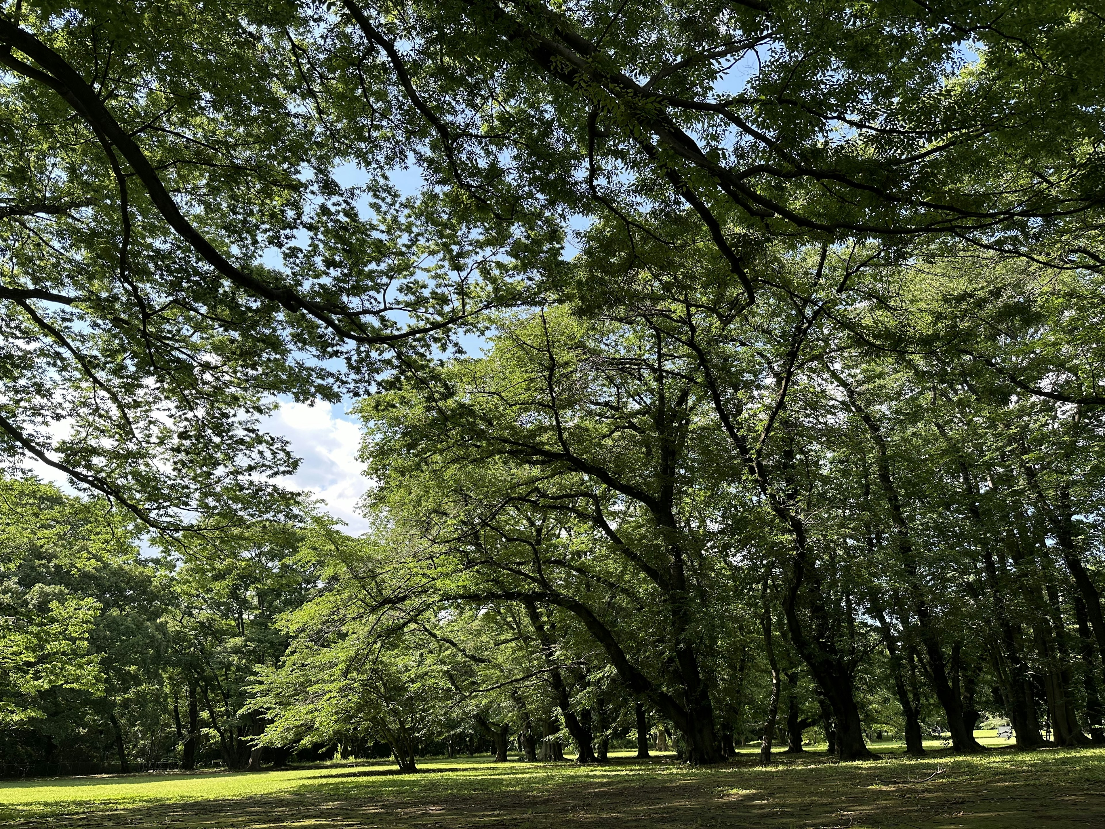 Alberi verdi lussureggianti in un parco