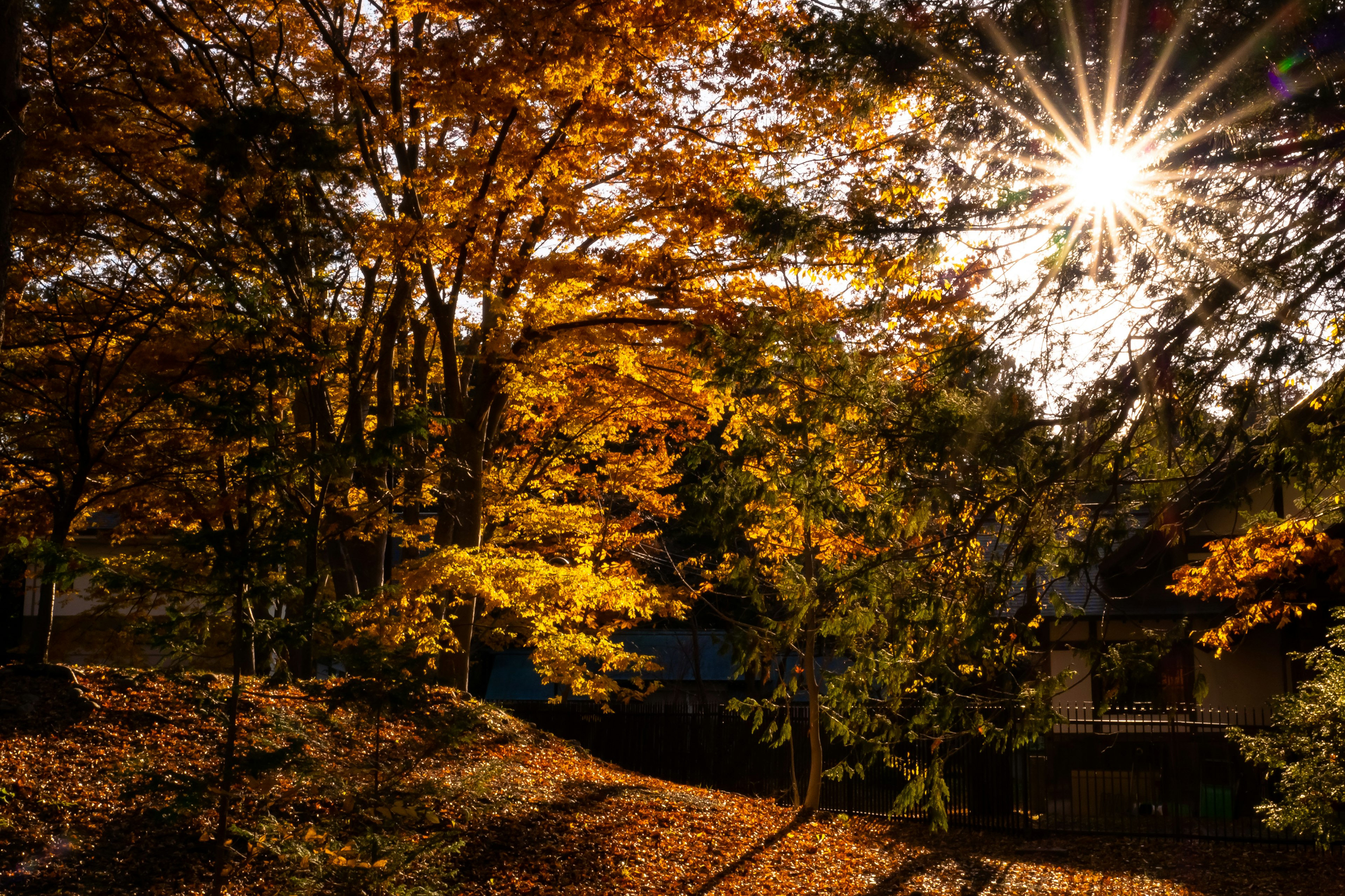 秋の葉が色づく森の風景 日差しが木々を照らす