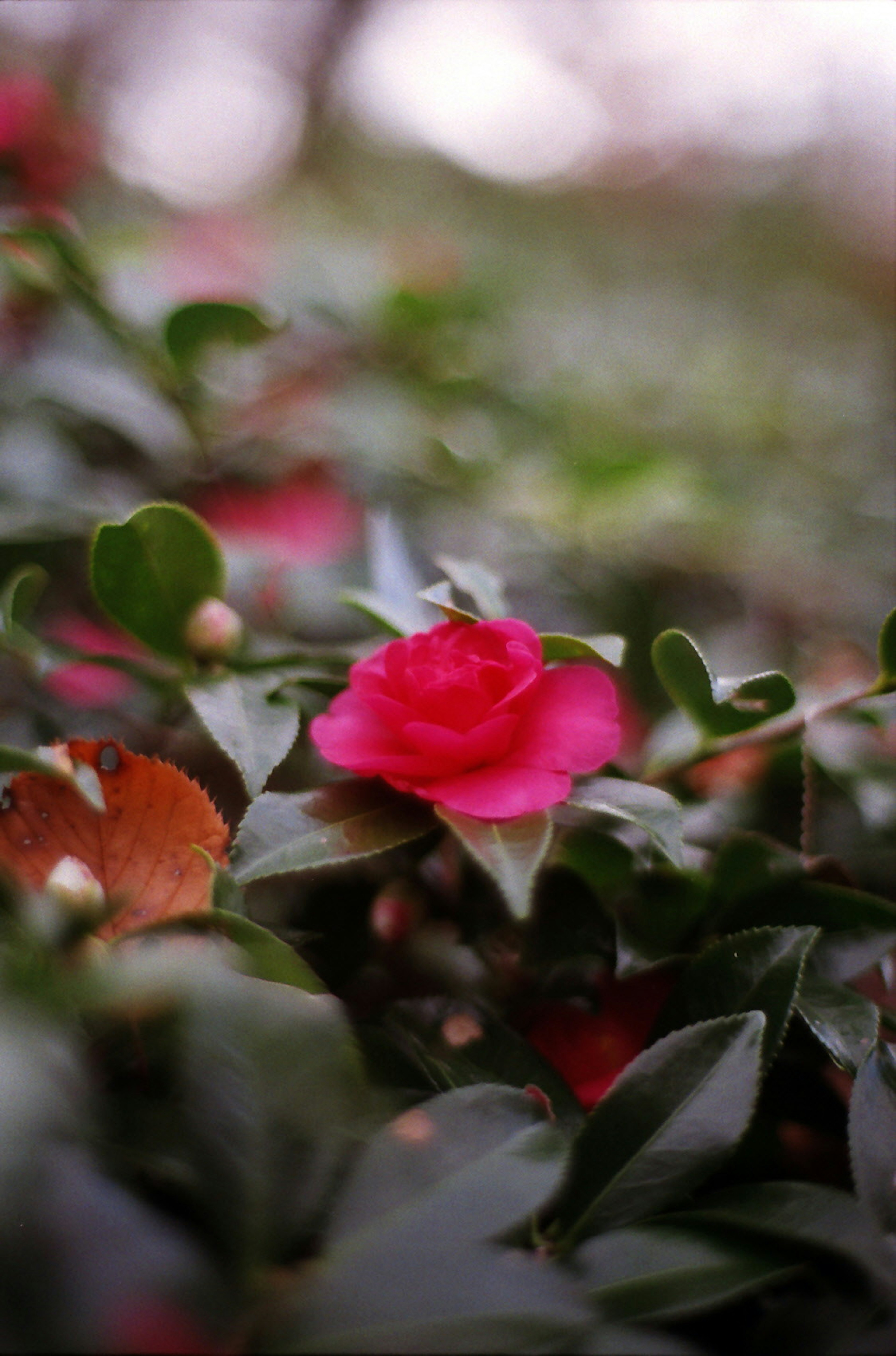 Bunga camelia pink cerah dikelilingi daun hijau