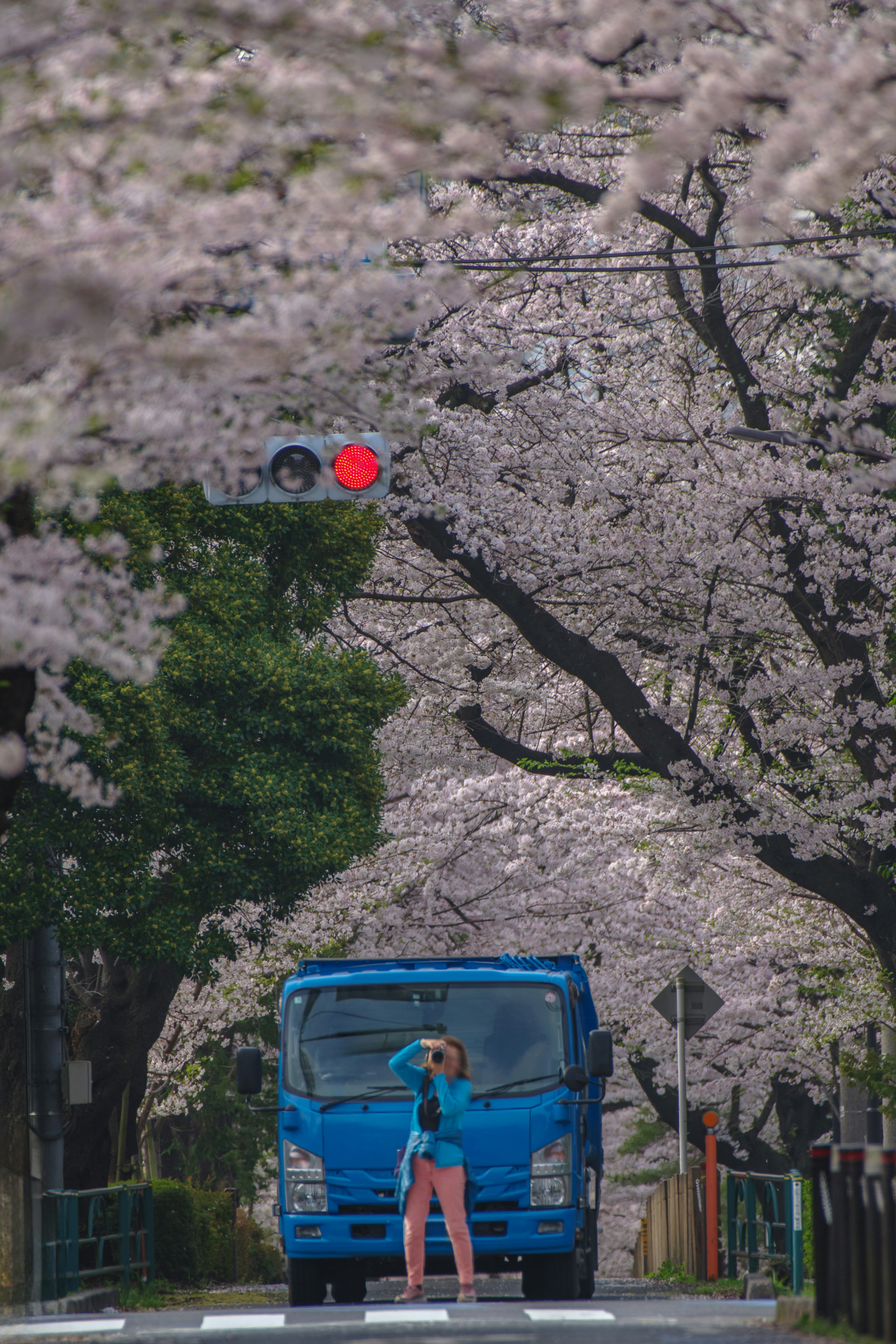 Une personne se tenant devant un camion bleu sur une route bordée d'arbres en fleurs