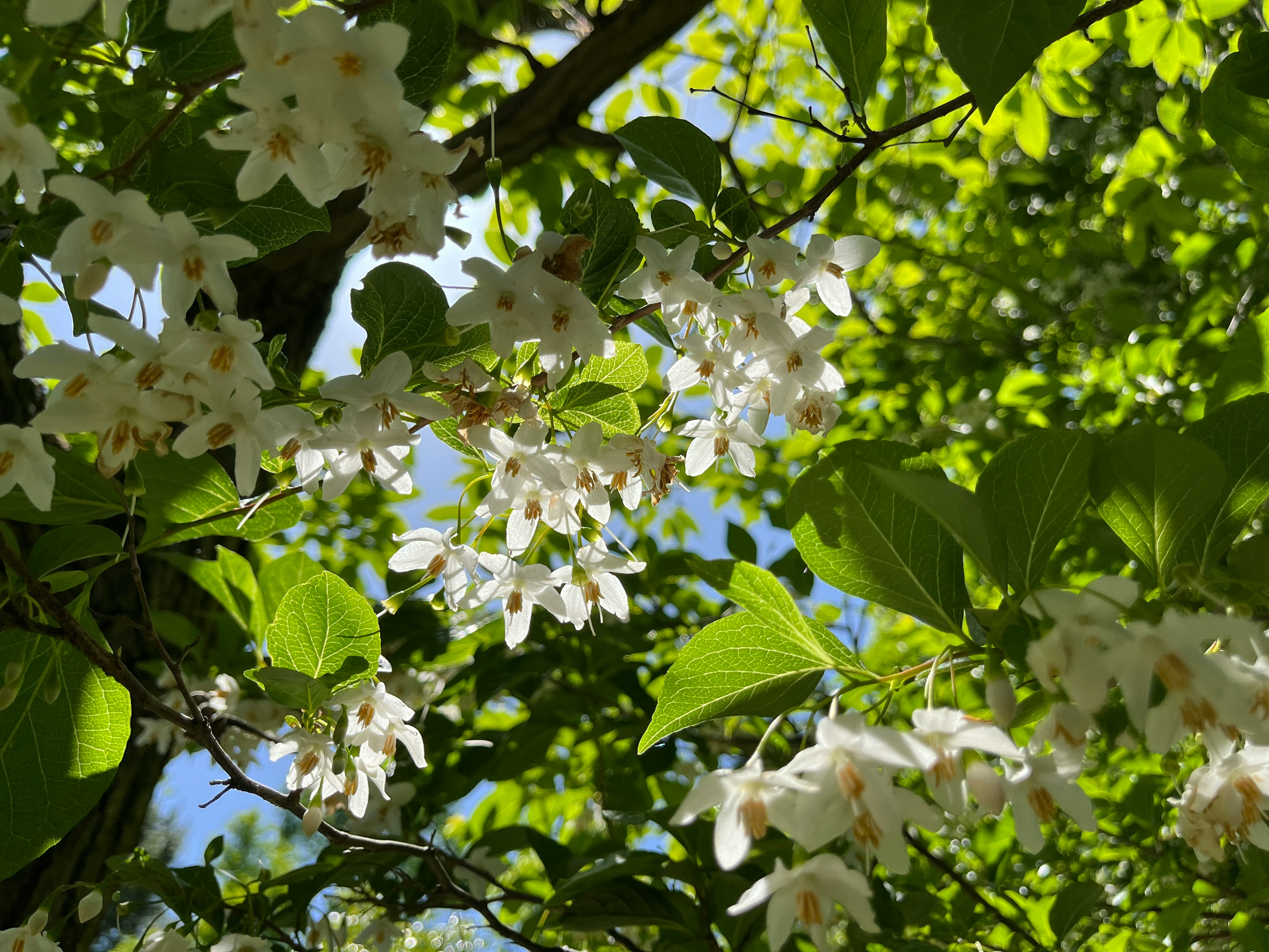 Ramo con fiori bianchi e foglie verdi alla luce del sole