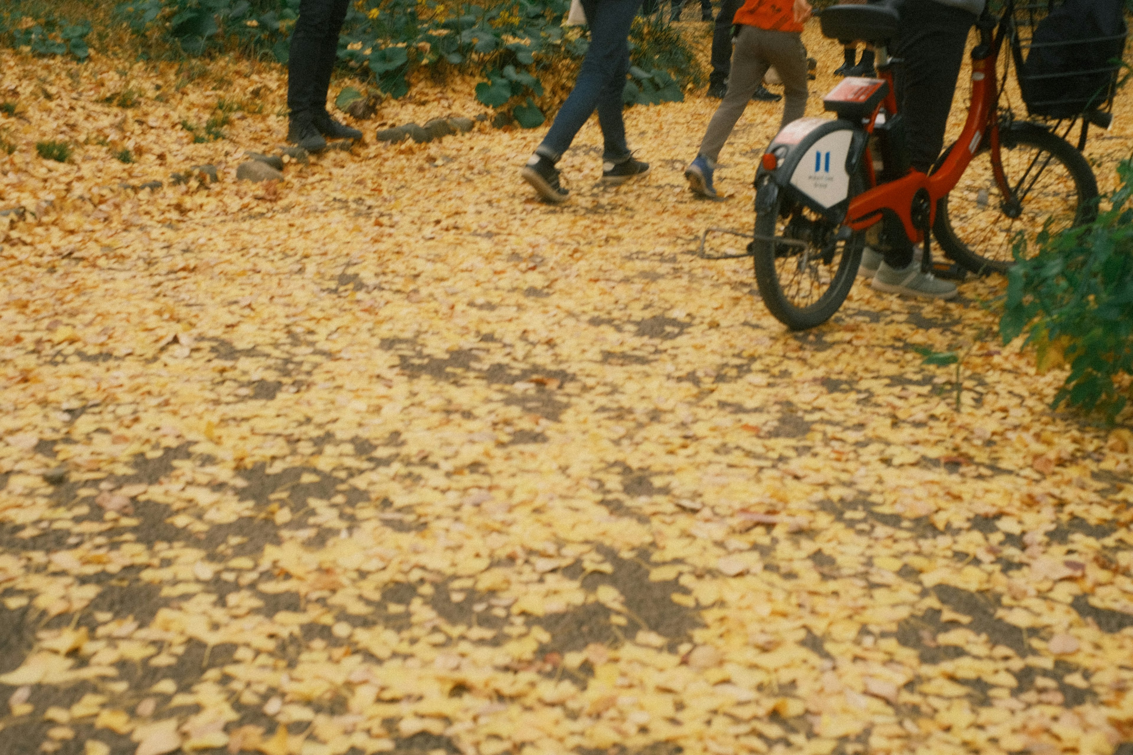 People walking on a path covered with yellow leaves and a bicycle