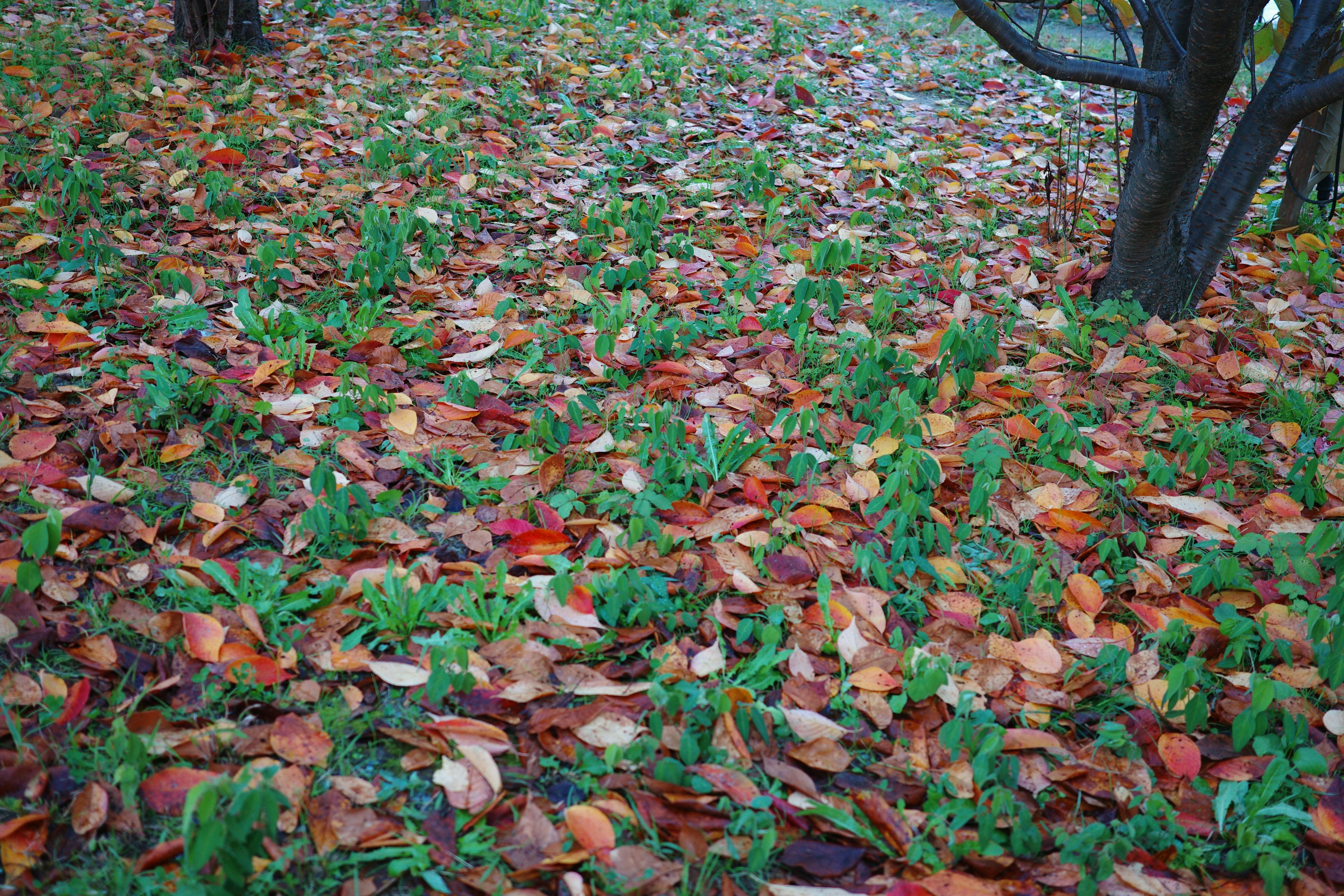 Un sol couvert de feuilles d'automne tombées et d'herbe verte