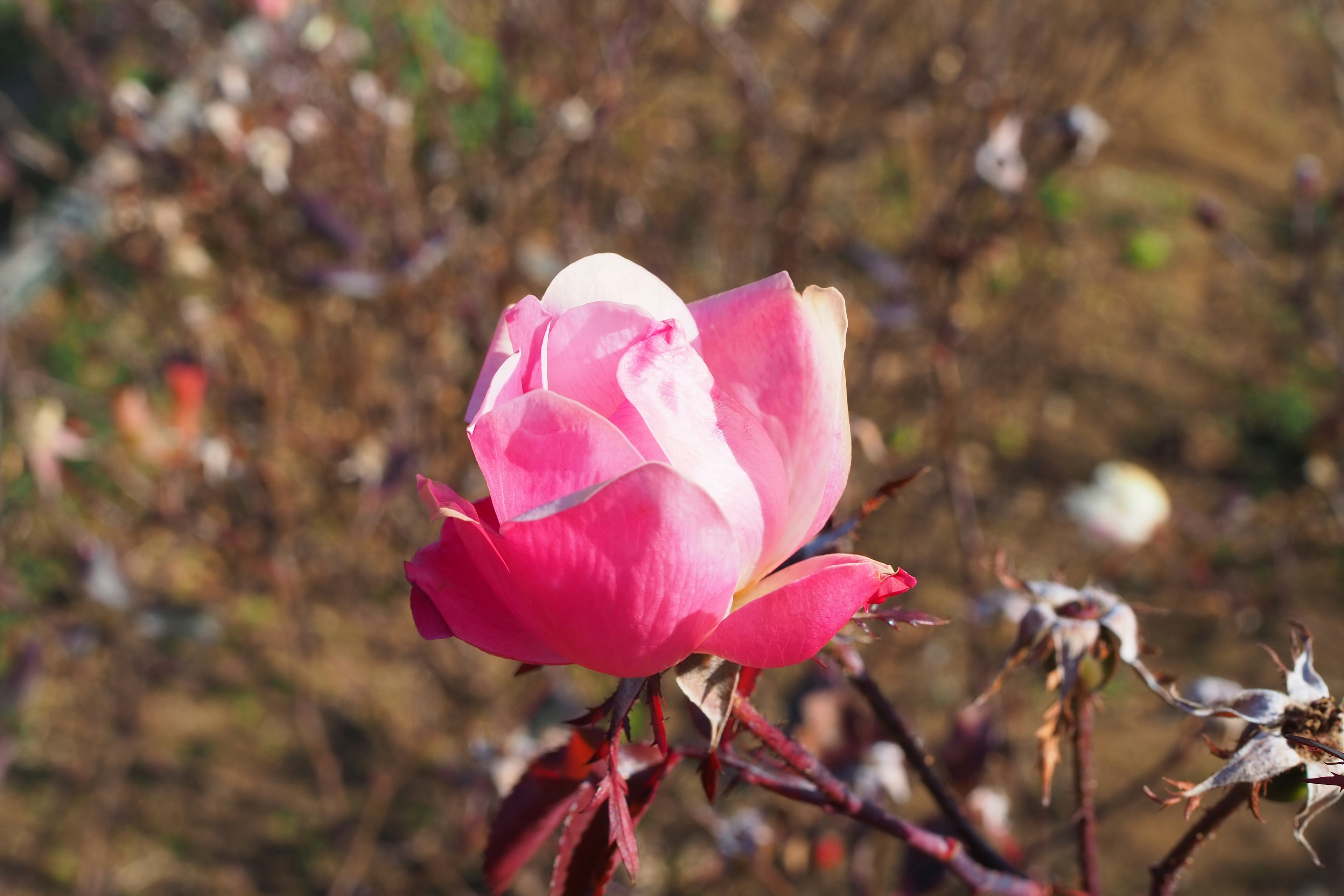 Una bella rosa rosa che fiorisce