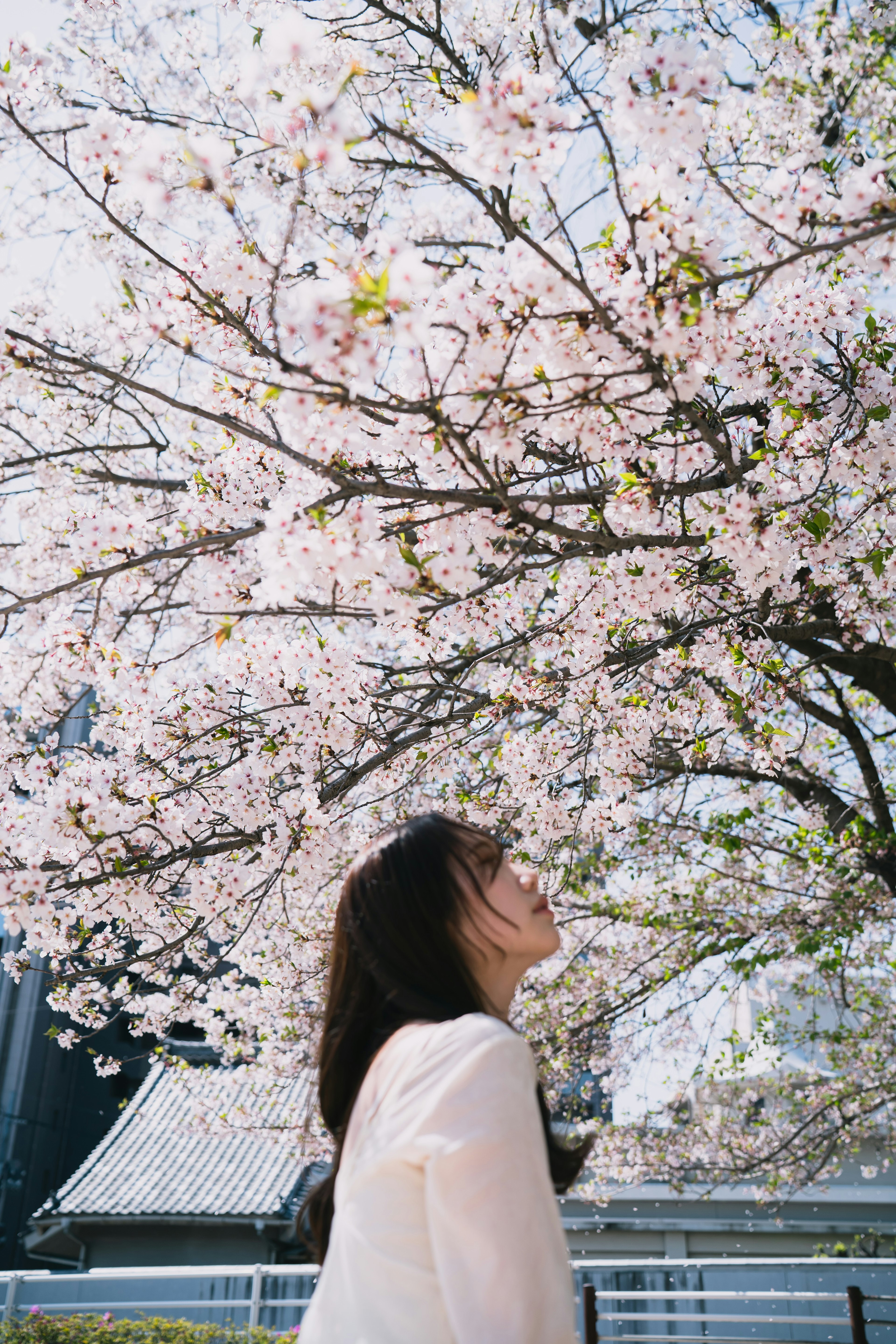 桜の木の下で花を見上げる女性