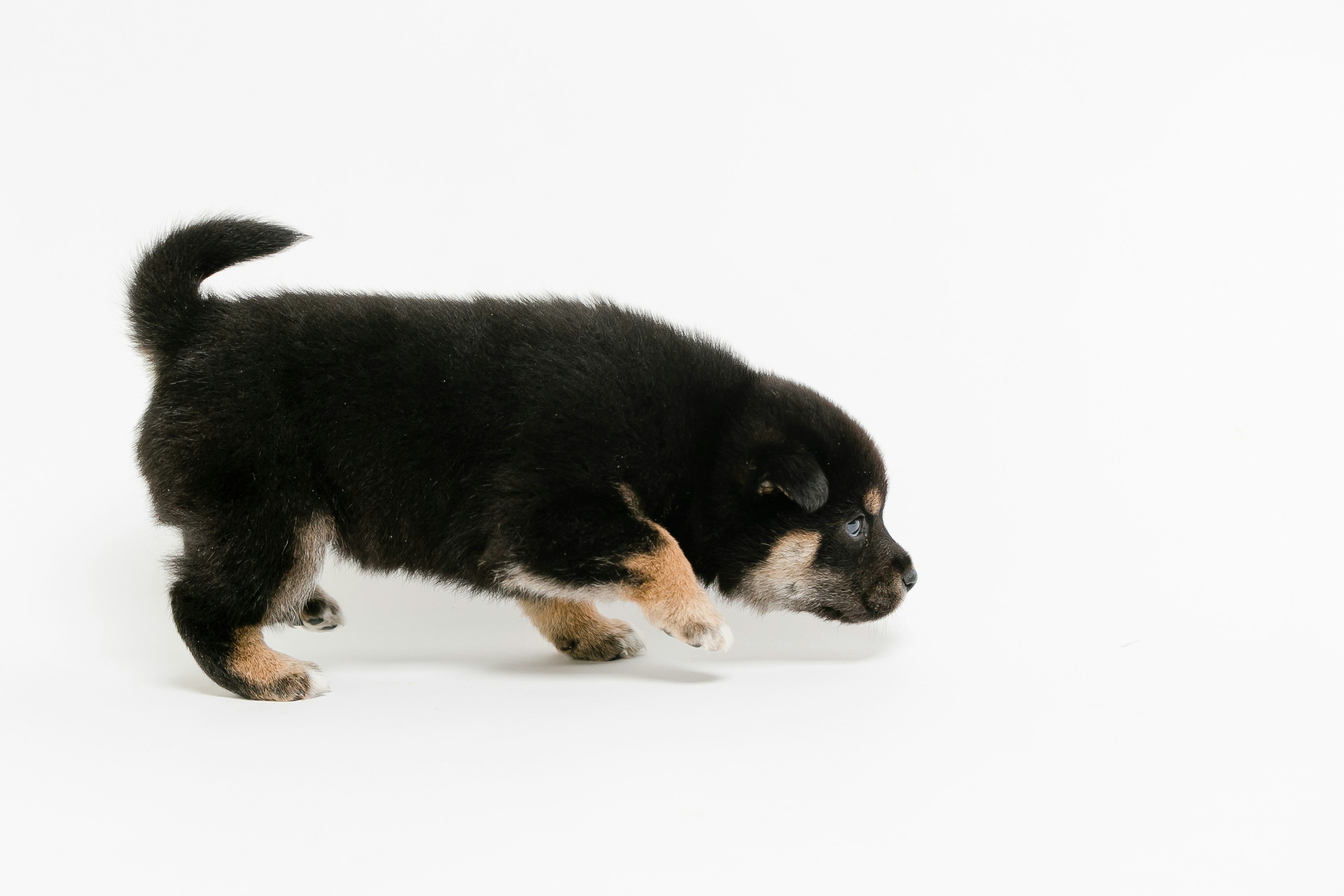 Anak anjing hitam dan coklat berjalan di latar belakang putih