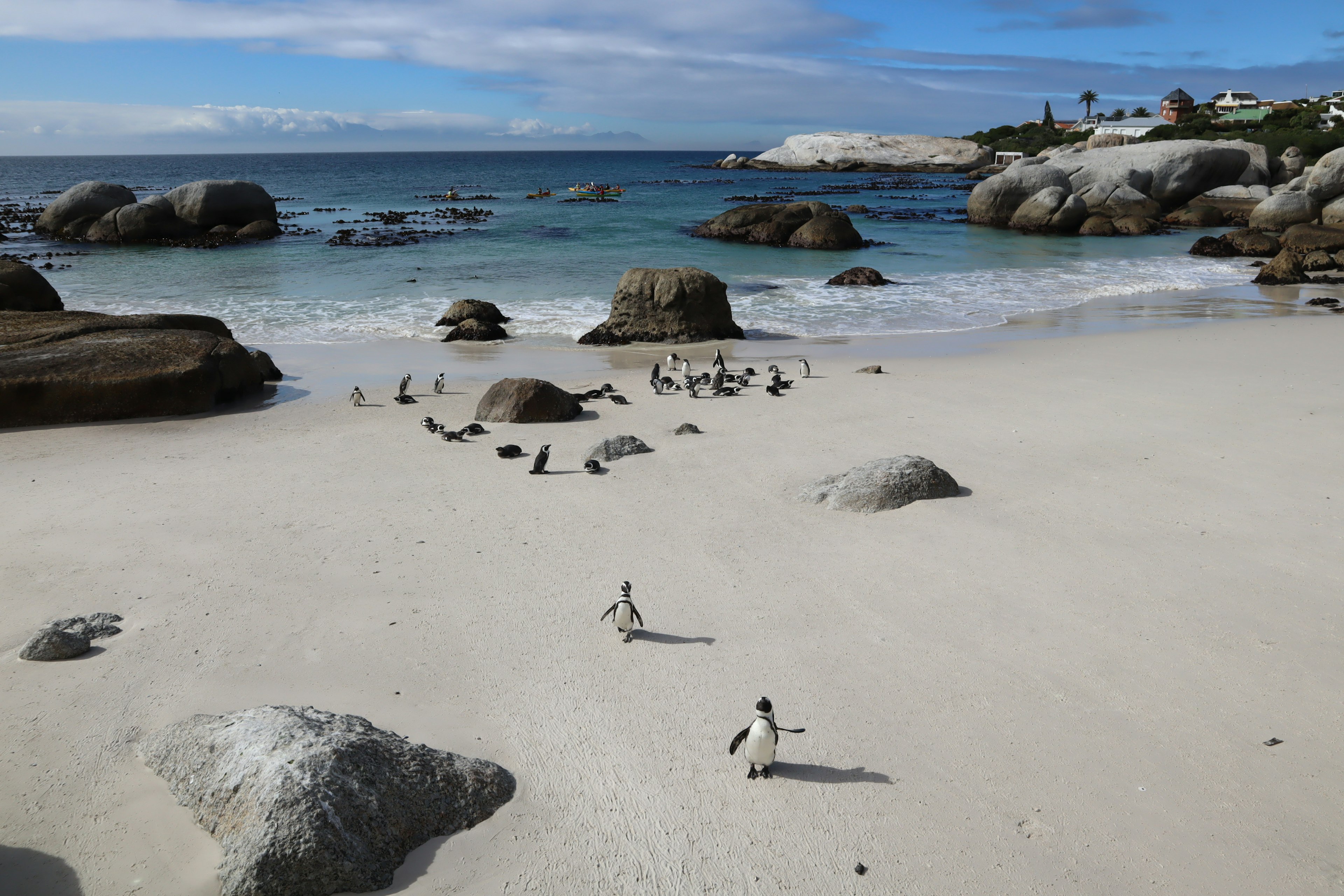 A scene of penguins walking on a white sandy beach