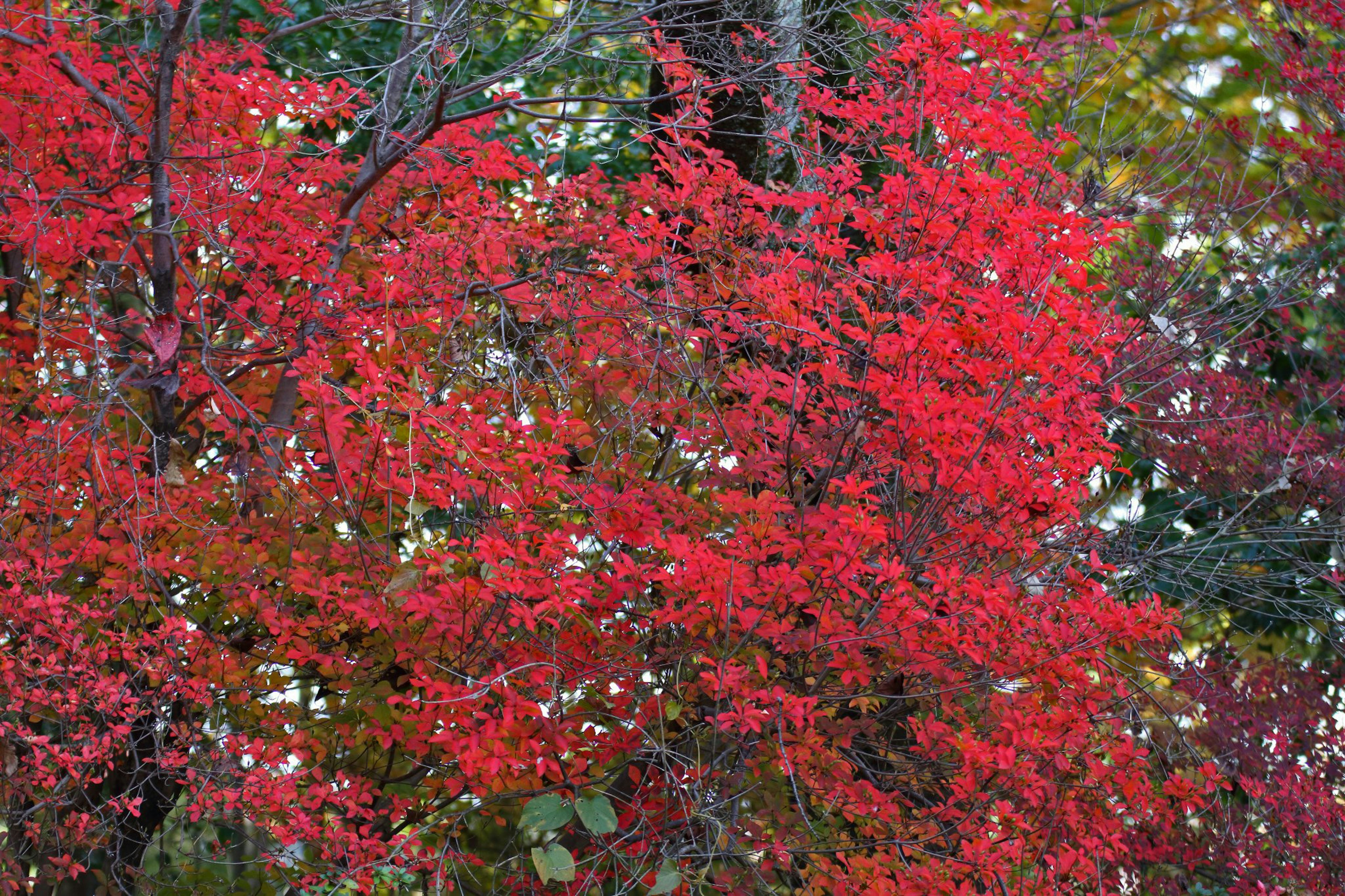 Gros plan sur des feuilles rouges vives sur un arbre