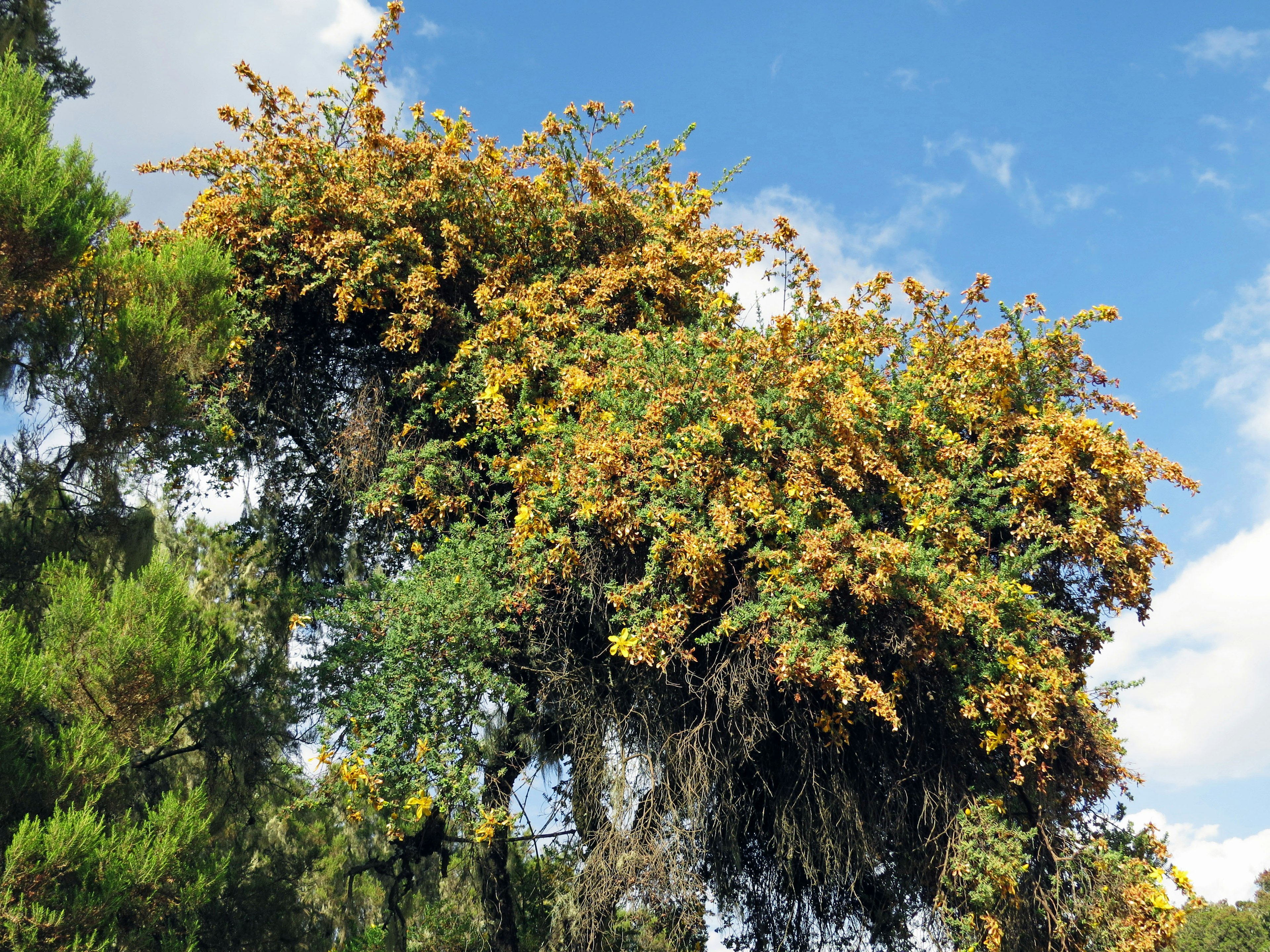 A view of a tree with yellow flowers under a blue sky