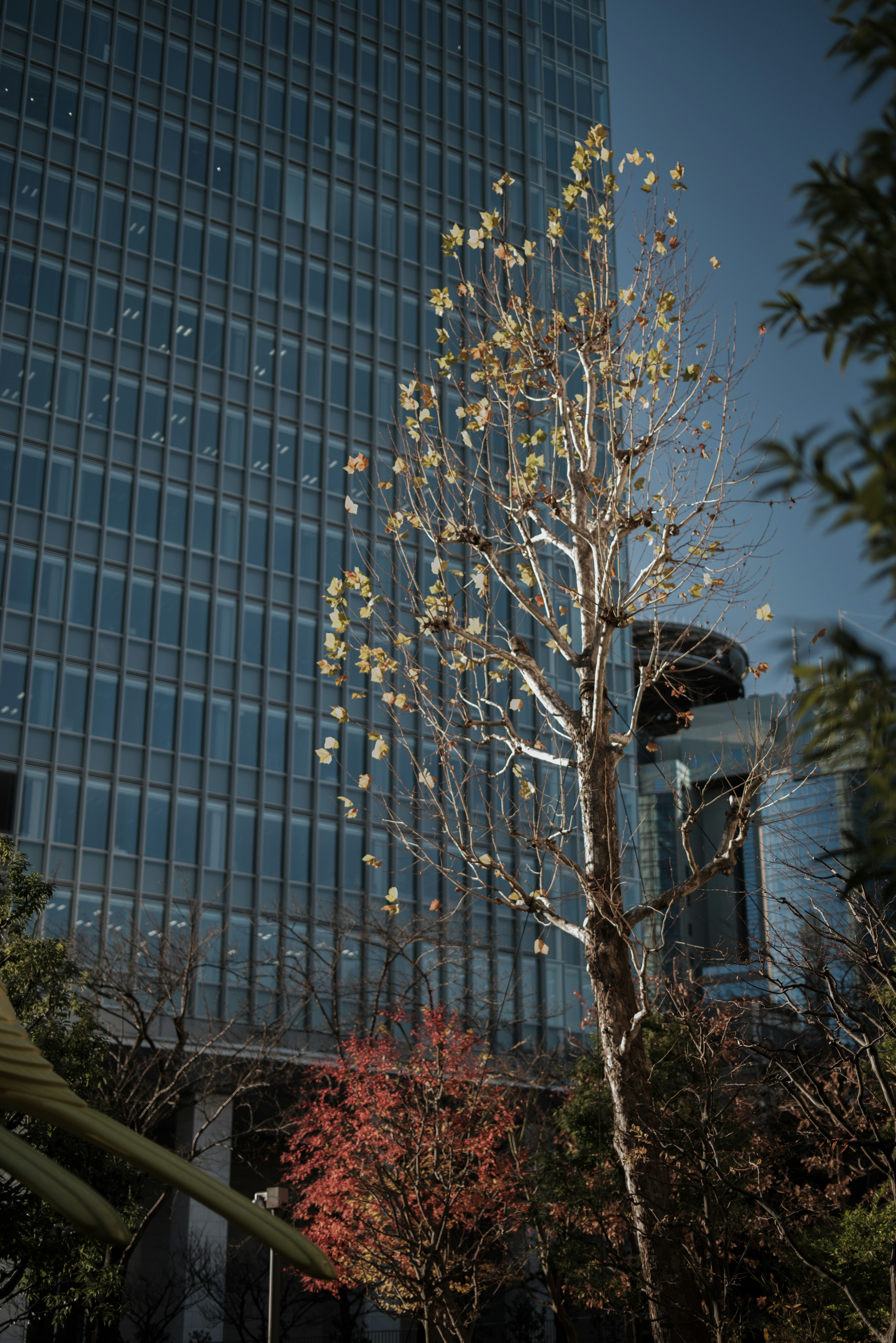 Autumn trees in front of a tall building under a blue sky