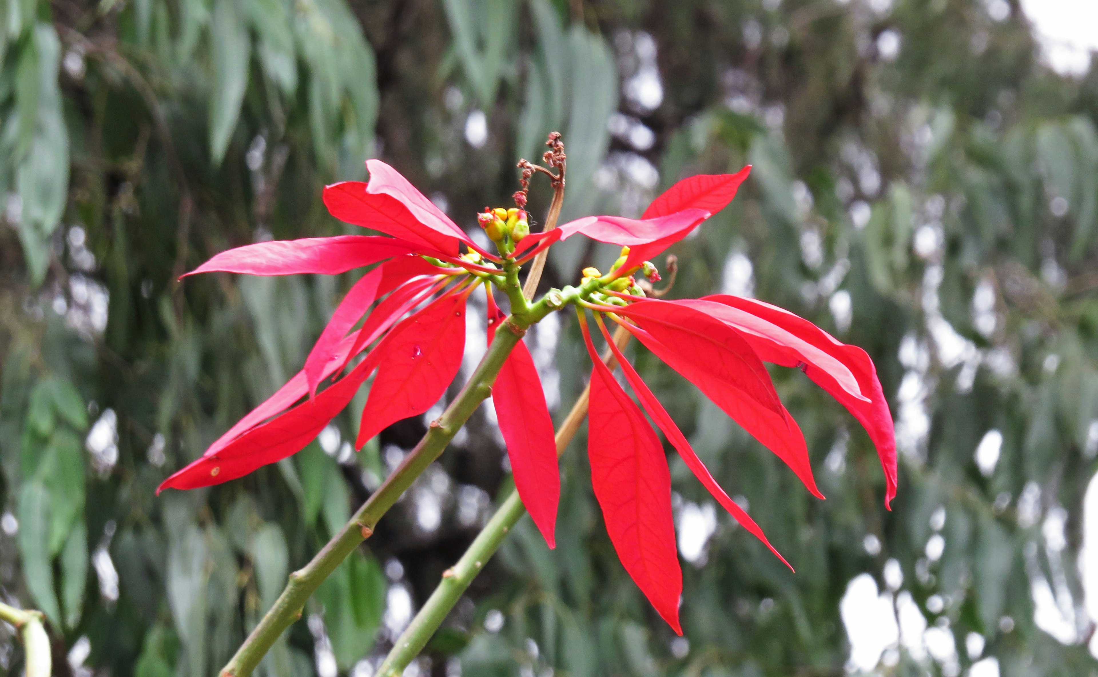 Fleur de poinsettia rouge fleurissant sur un fond de feuilles vertes