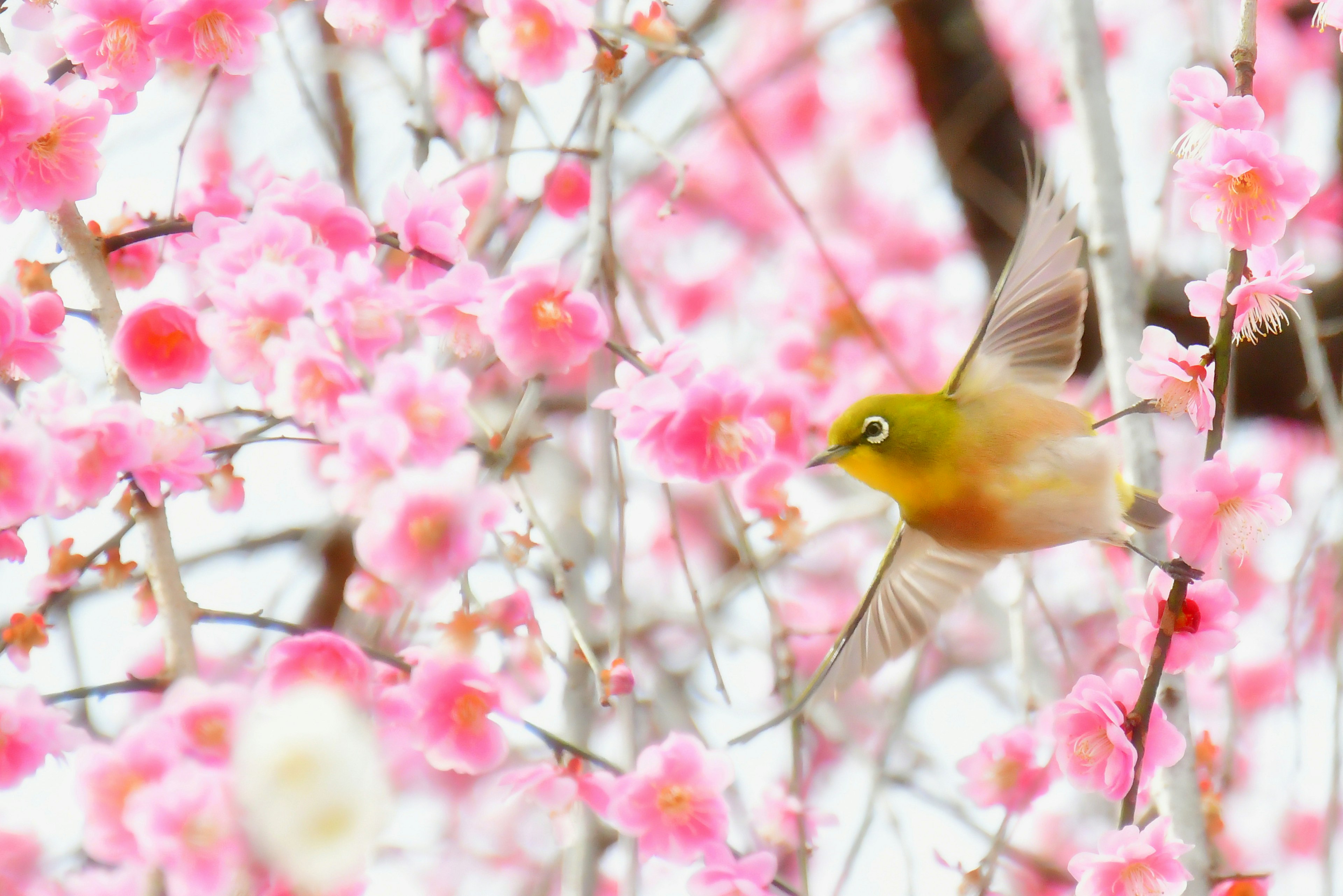 Un pájaro vibrante volando entre flores de cerezo rosas