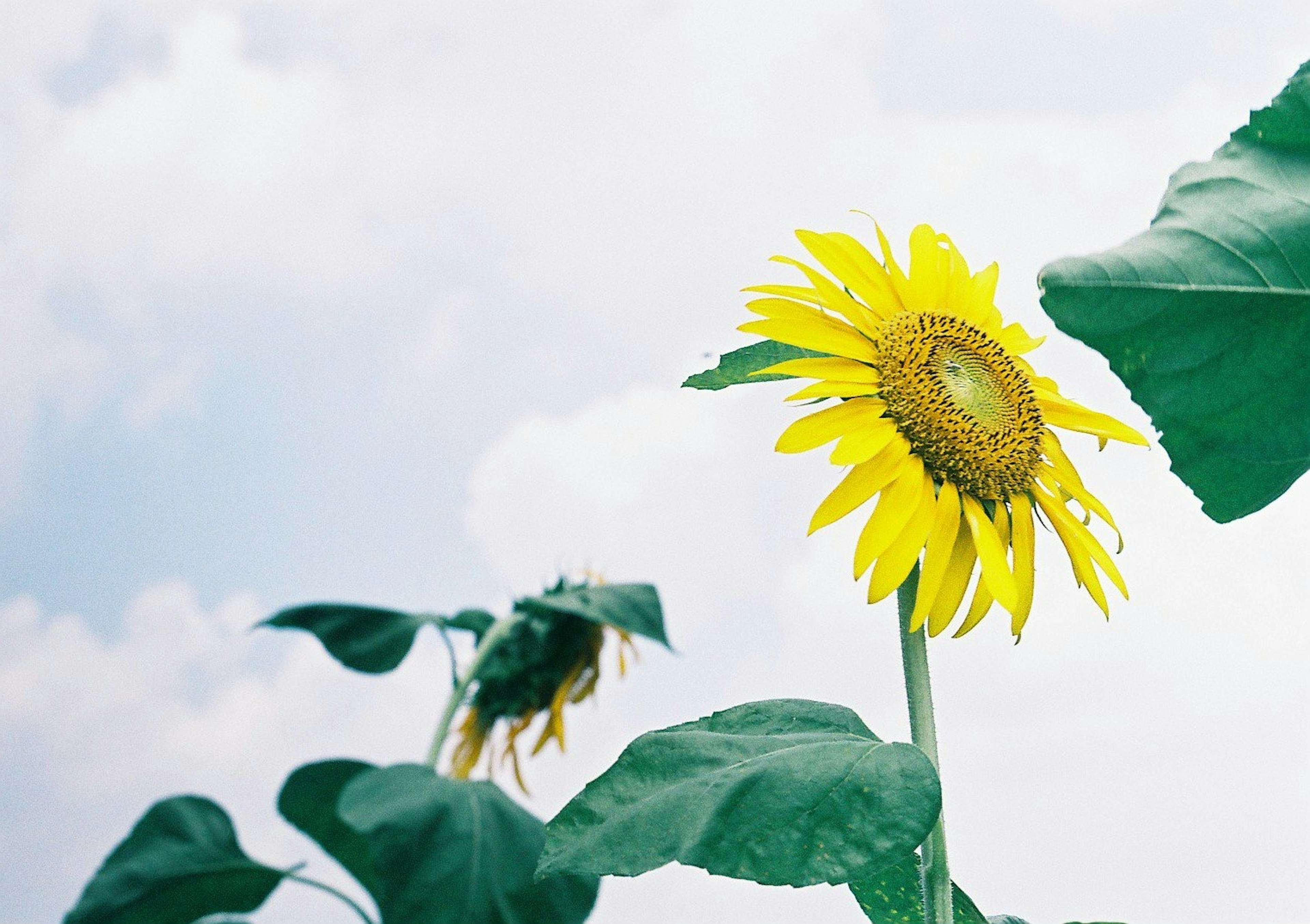 Sonnenblume blüht unter blauem Himmel mit grünen Blättern