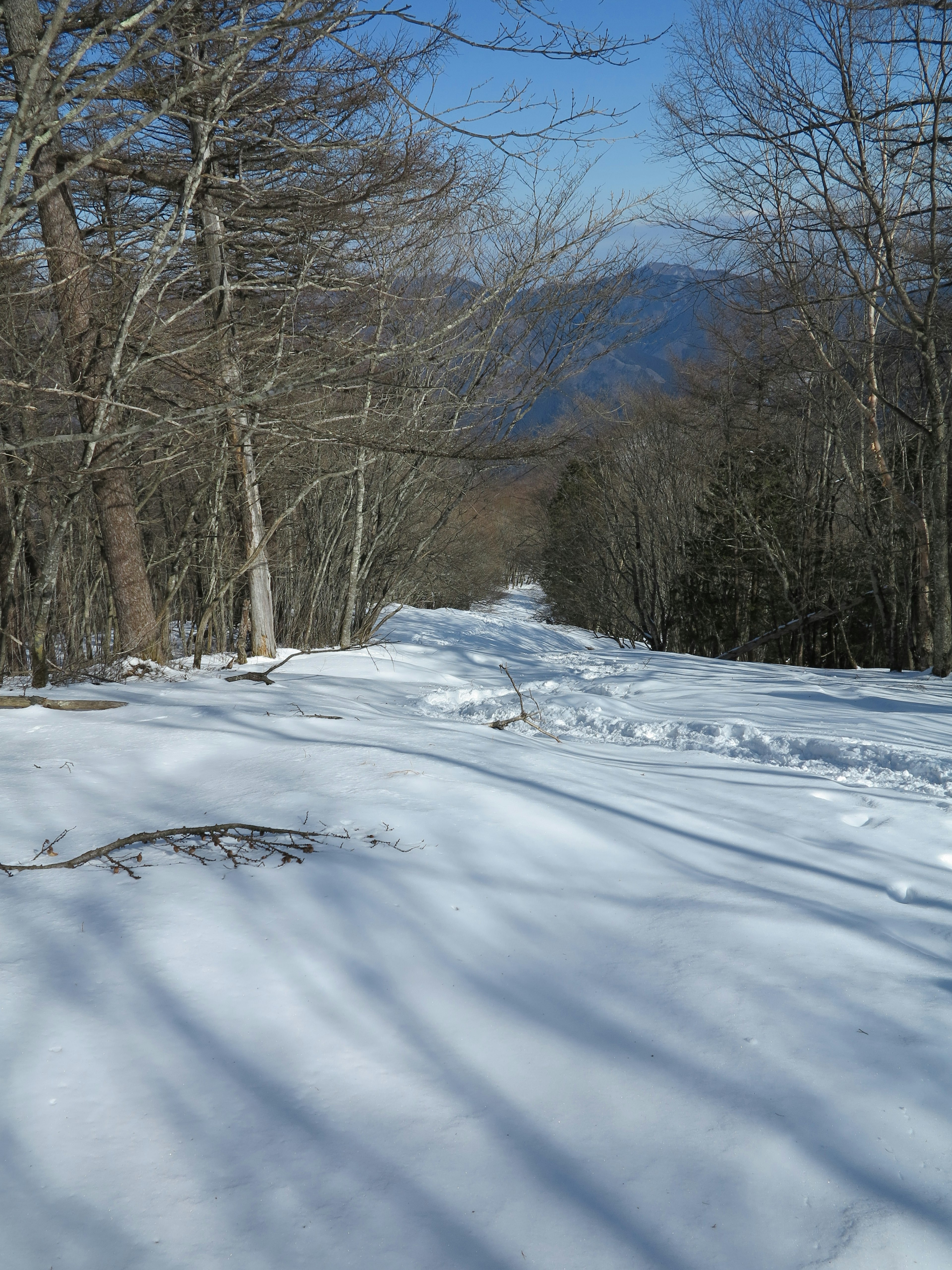 被雪覆蓋的小路，背景有樹木和山脈