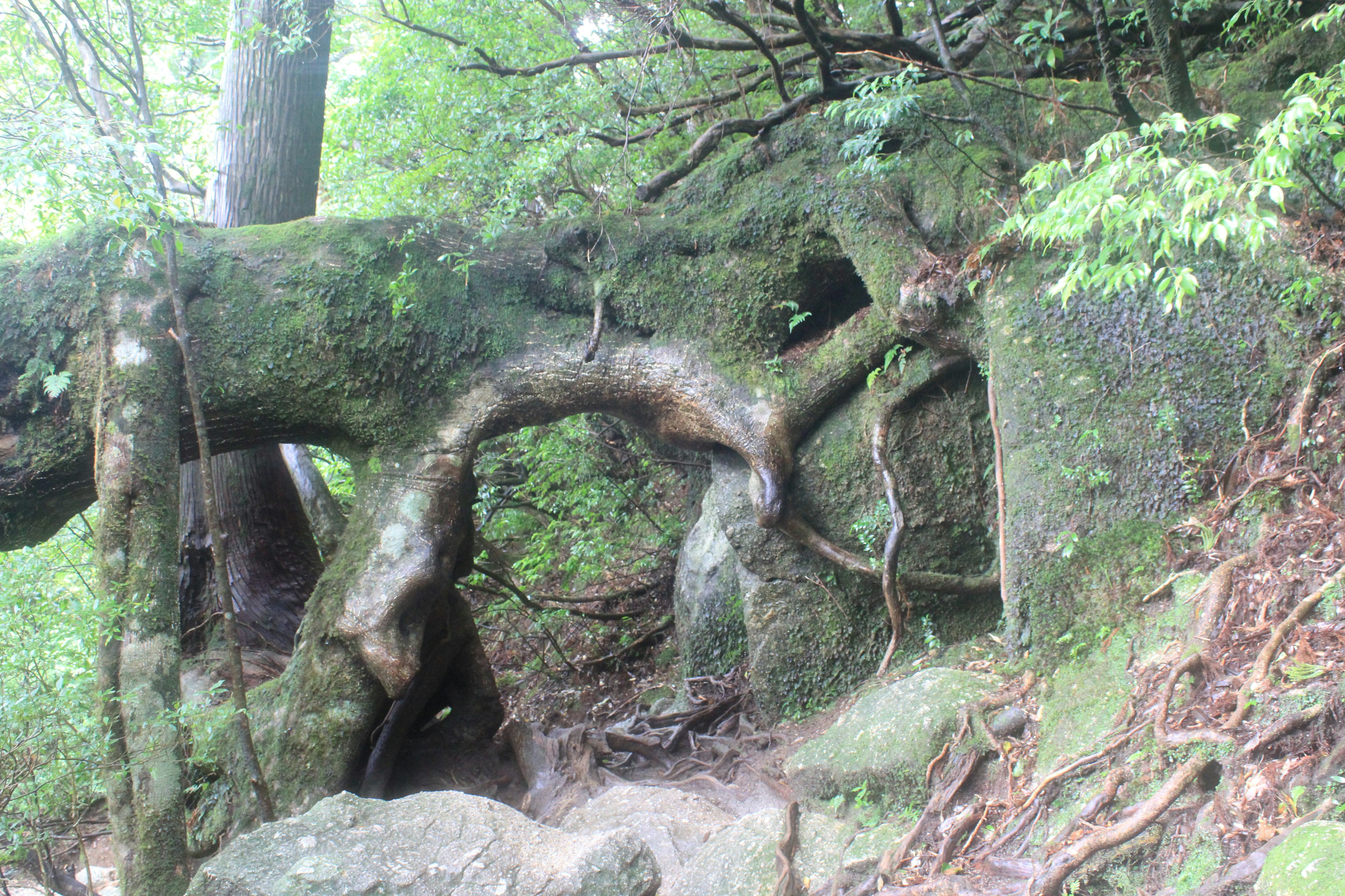 Eine üppige Waldszene mit einem großen Baum, der mit Steinen verwoben ist