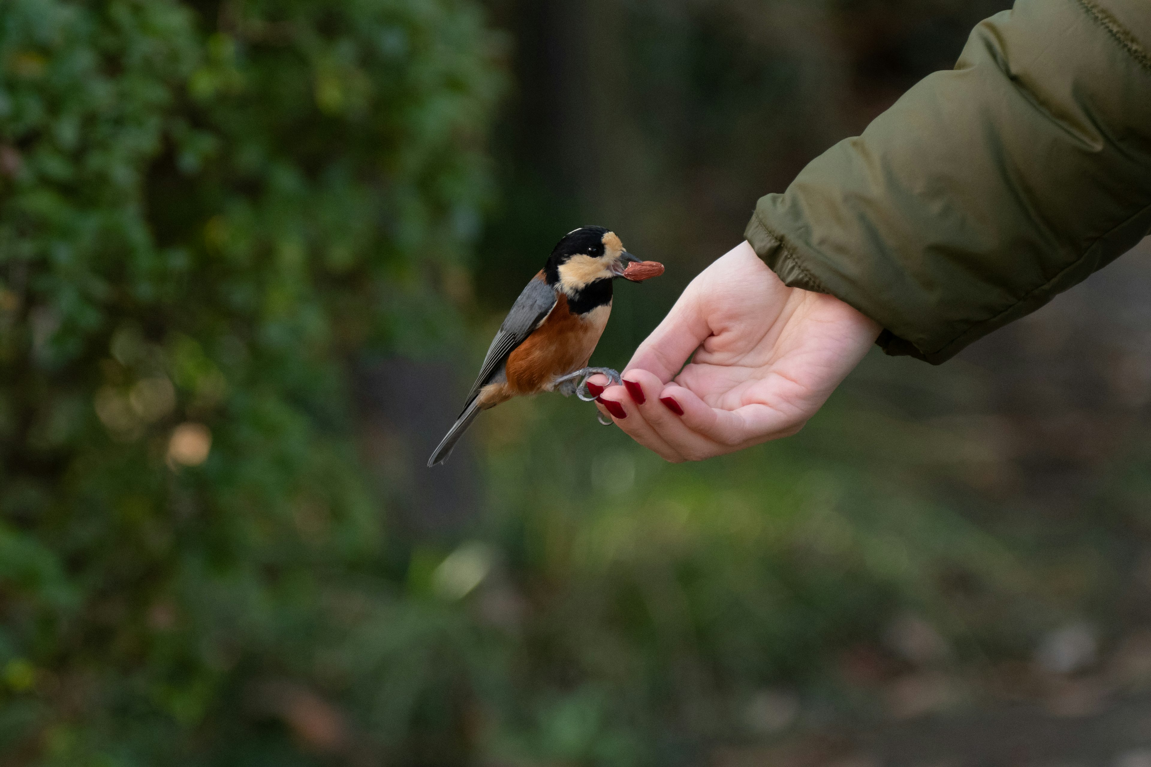 手のひらに止まっているカラフルな鳥とその背景の緑