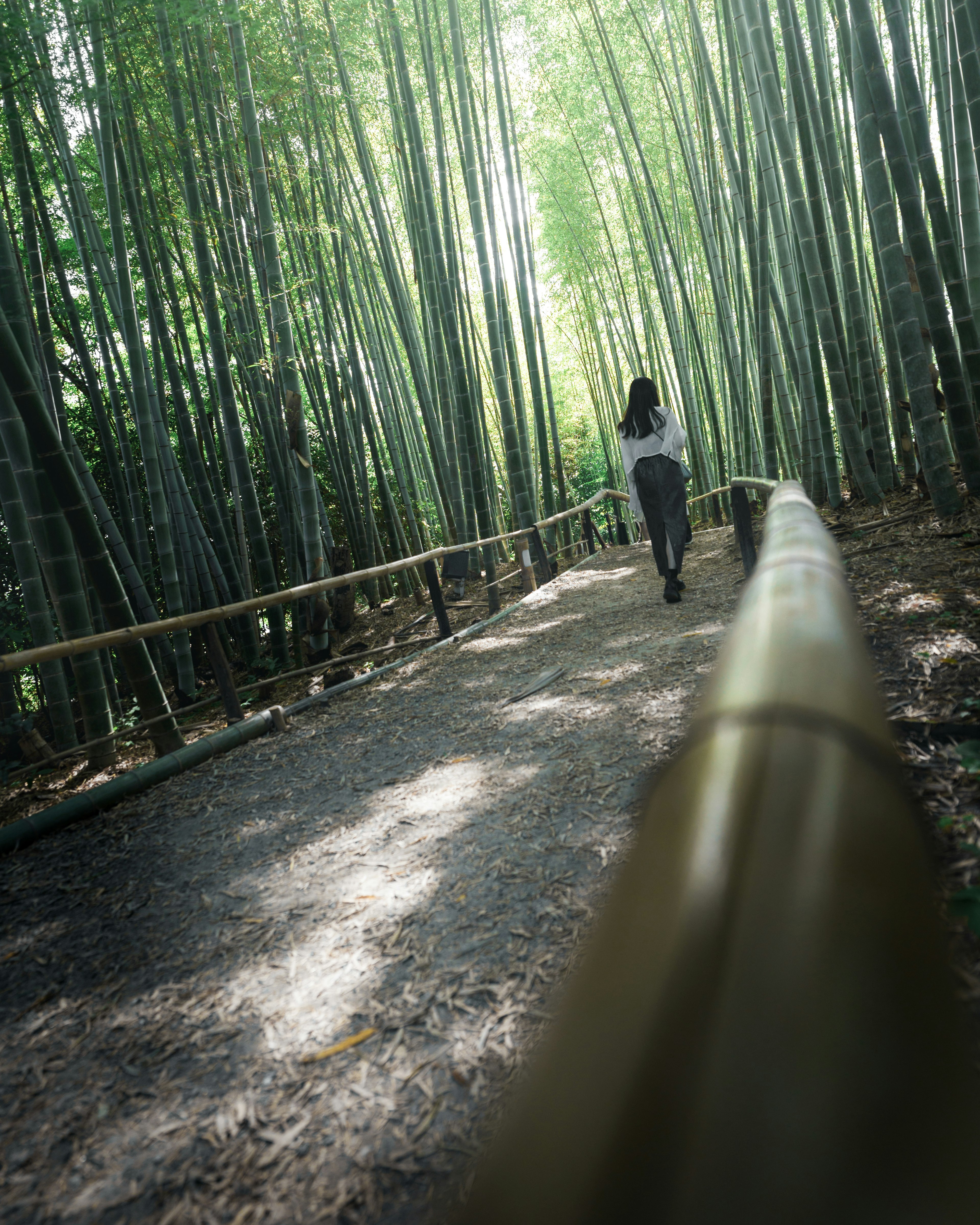 A person walking along a path in a green bamboo forest