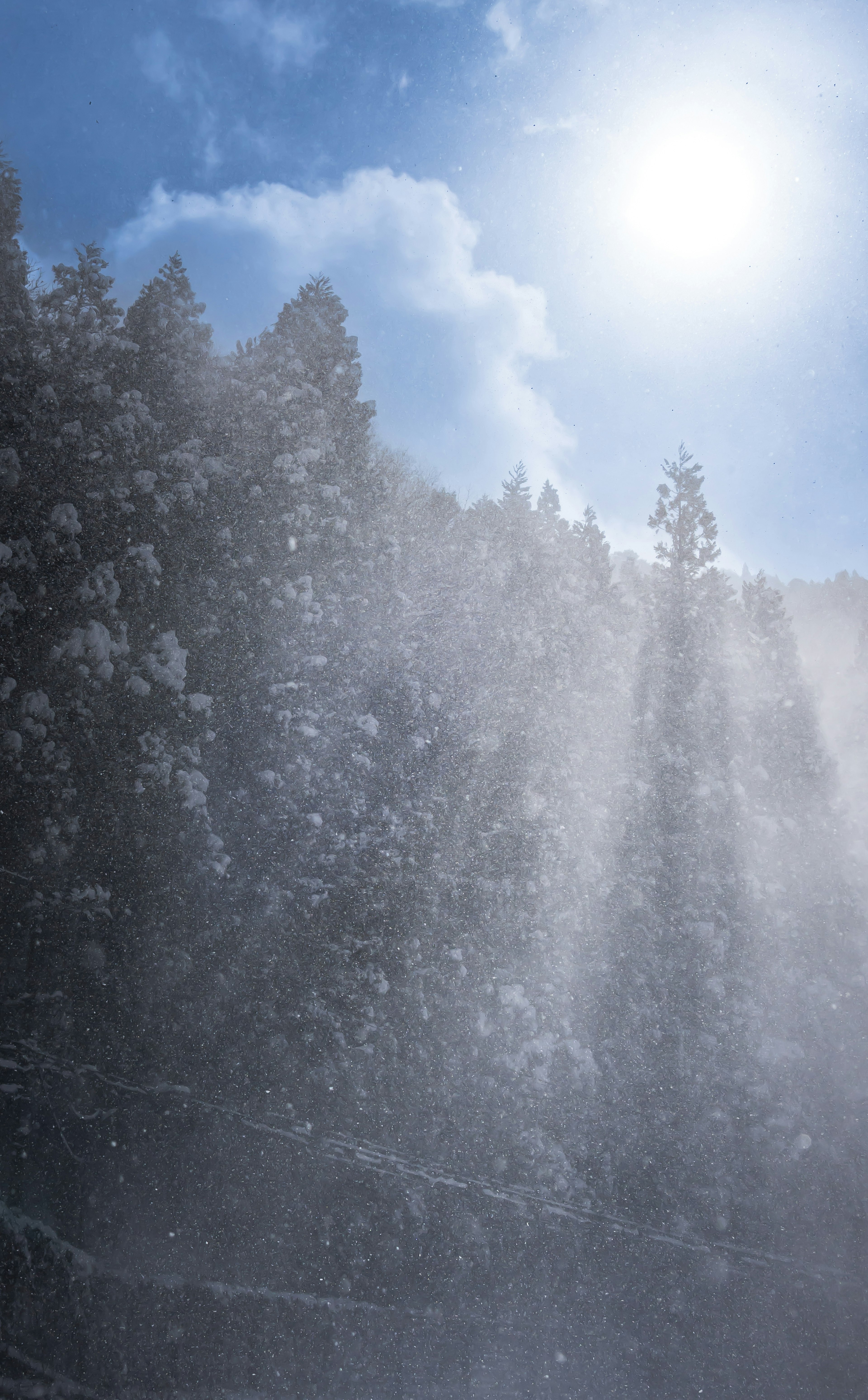 Arbres recouverts de neige illuminés par la lumière du soleil sous un ciel bleu