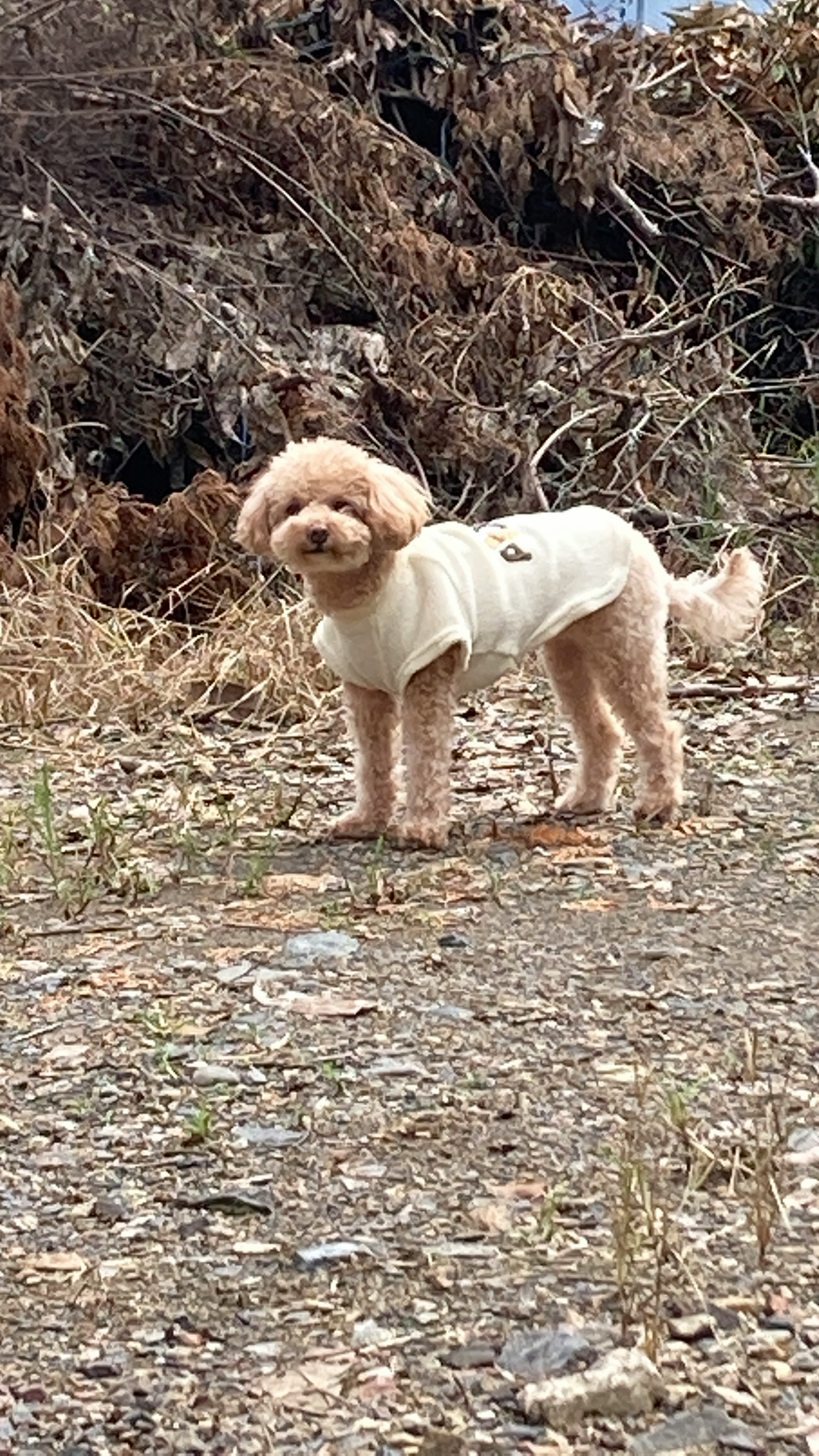 かわいい犬が外に立っている