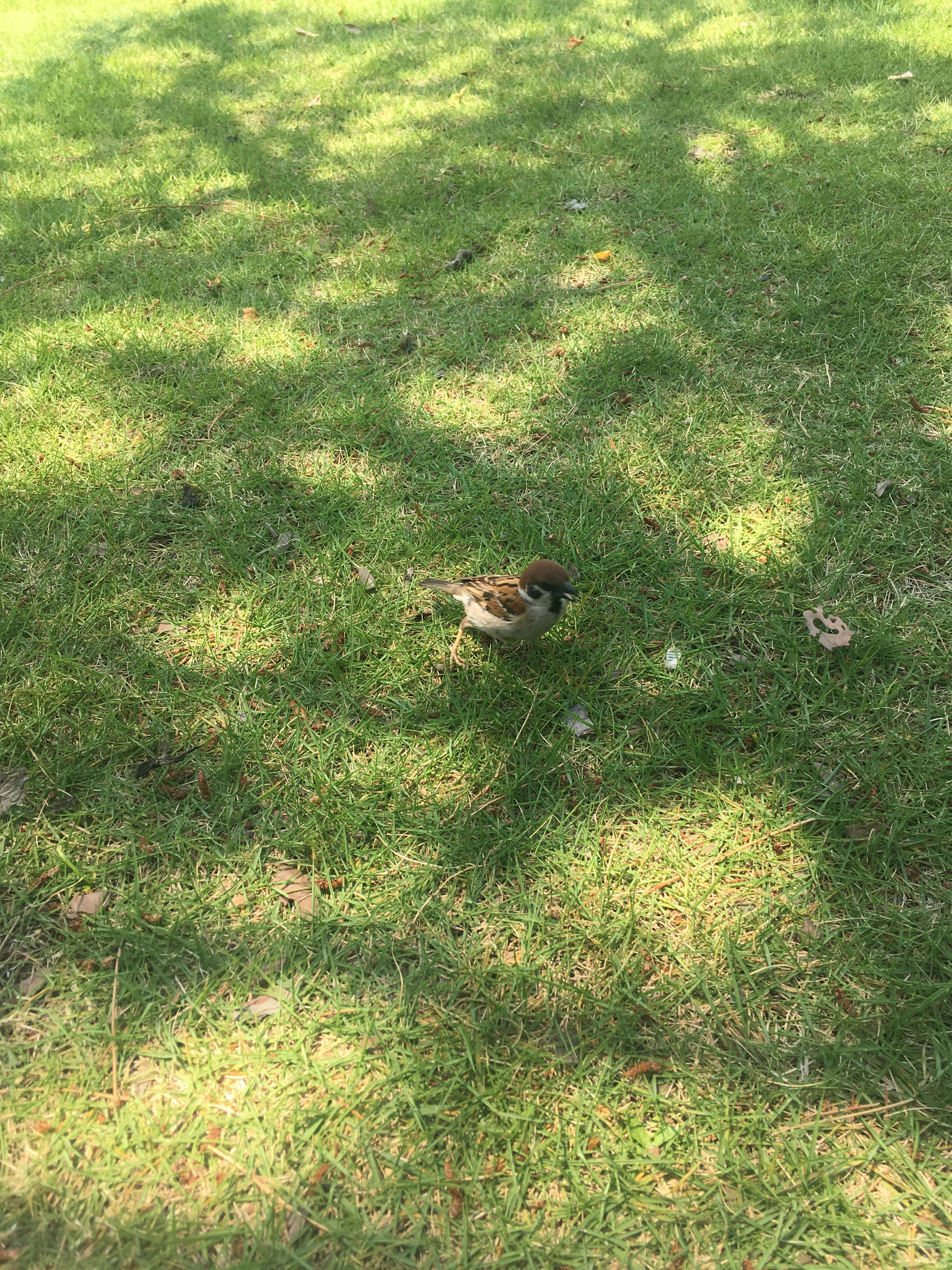 Ein kleiner Vogel auf grünem Gras mit Schatten