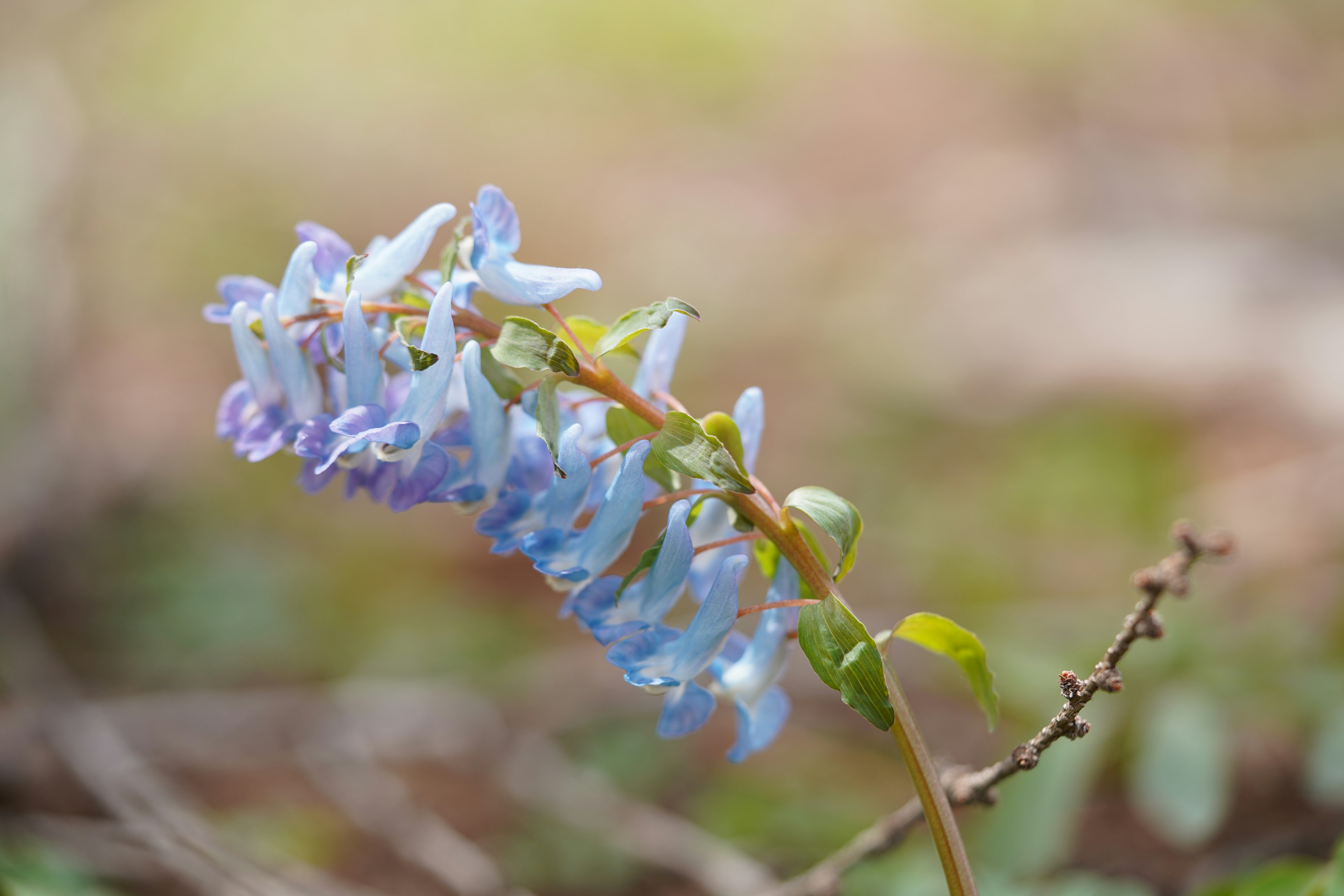 Primer plano de una planta con flores moradas claras