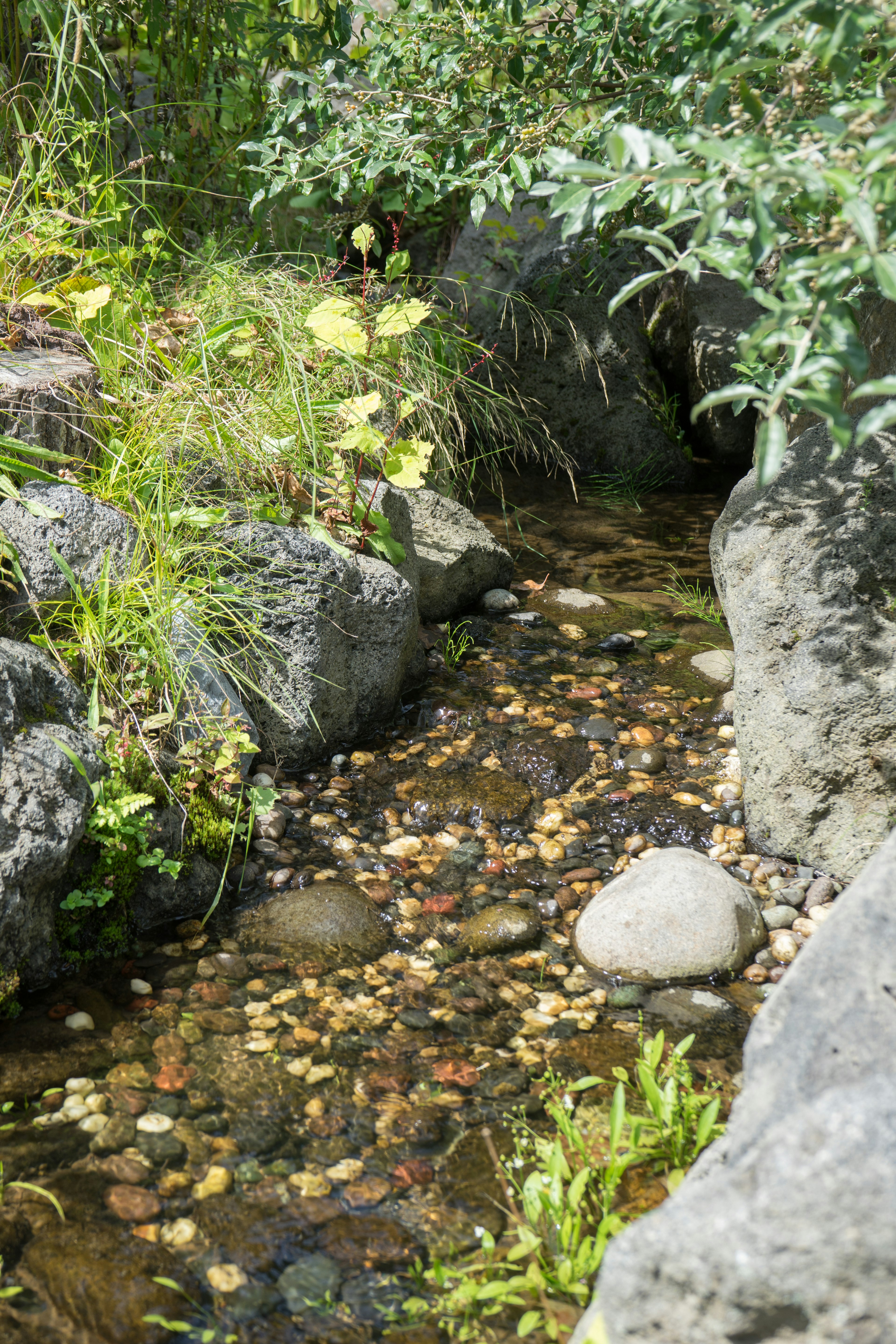 小川の周りに石と植物がある風景