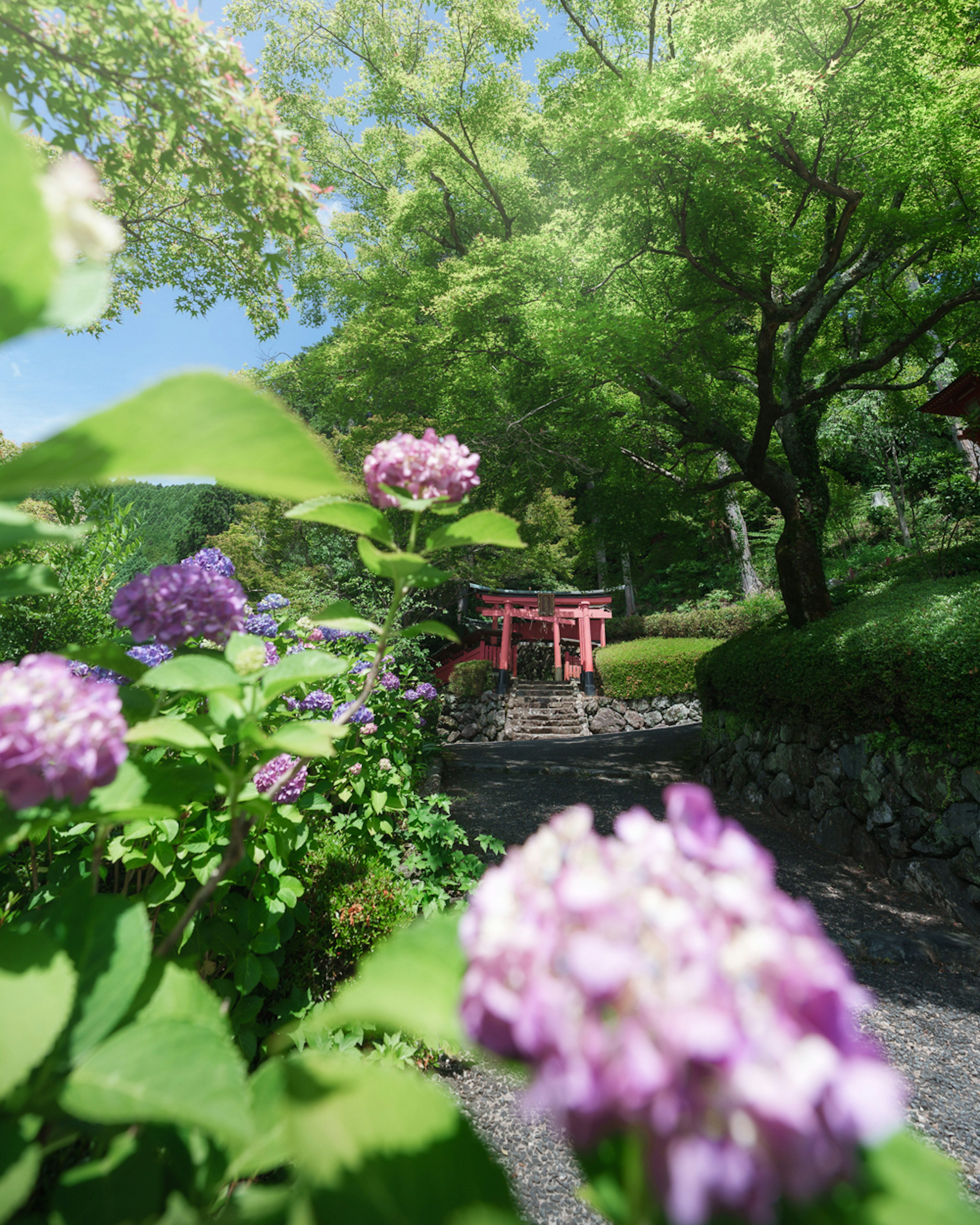 緑の木々の間にある赤い鳥居と紫色の花々の風景