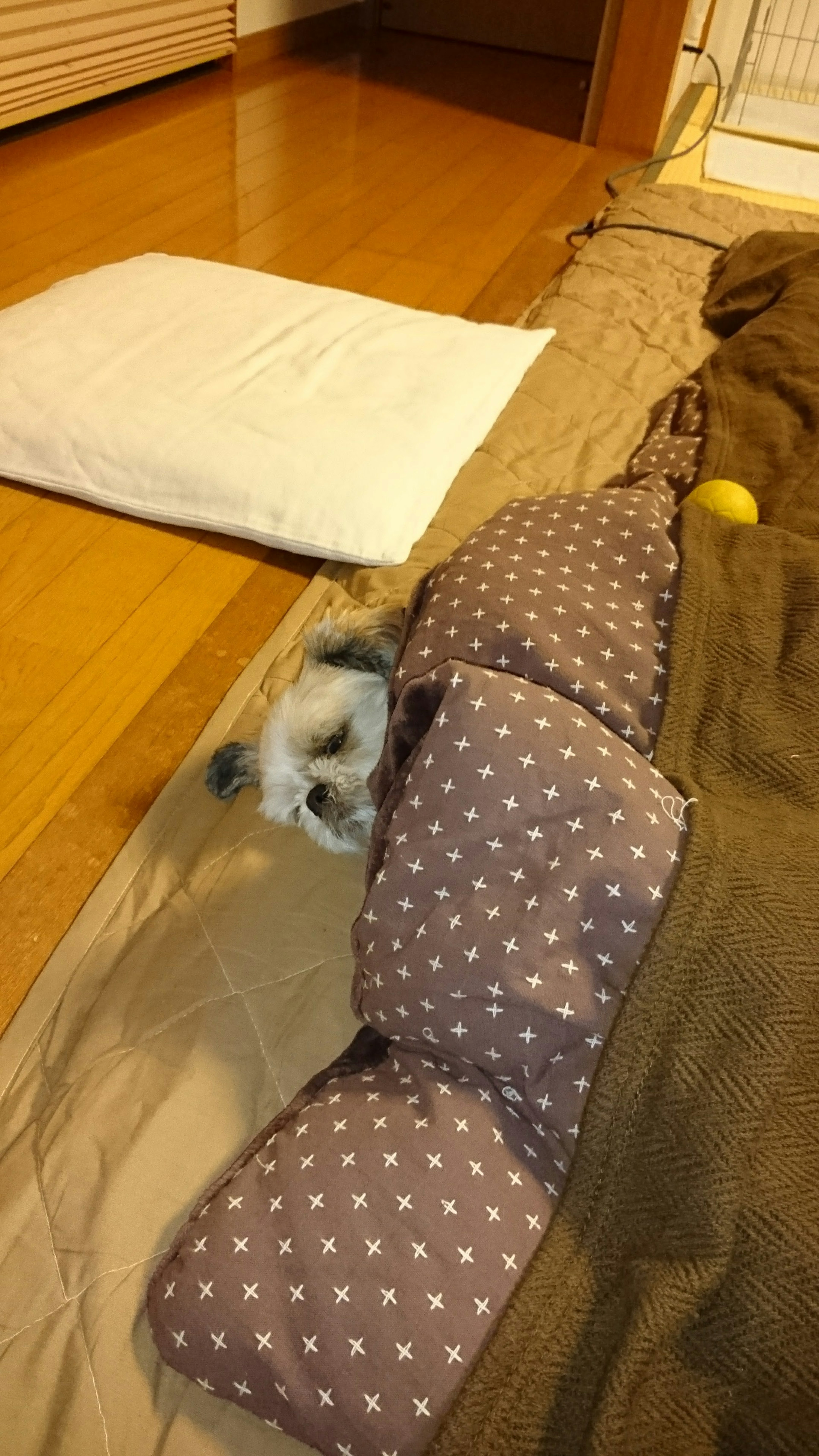 A small dog peeking out from under a blanket with polka dots