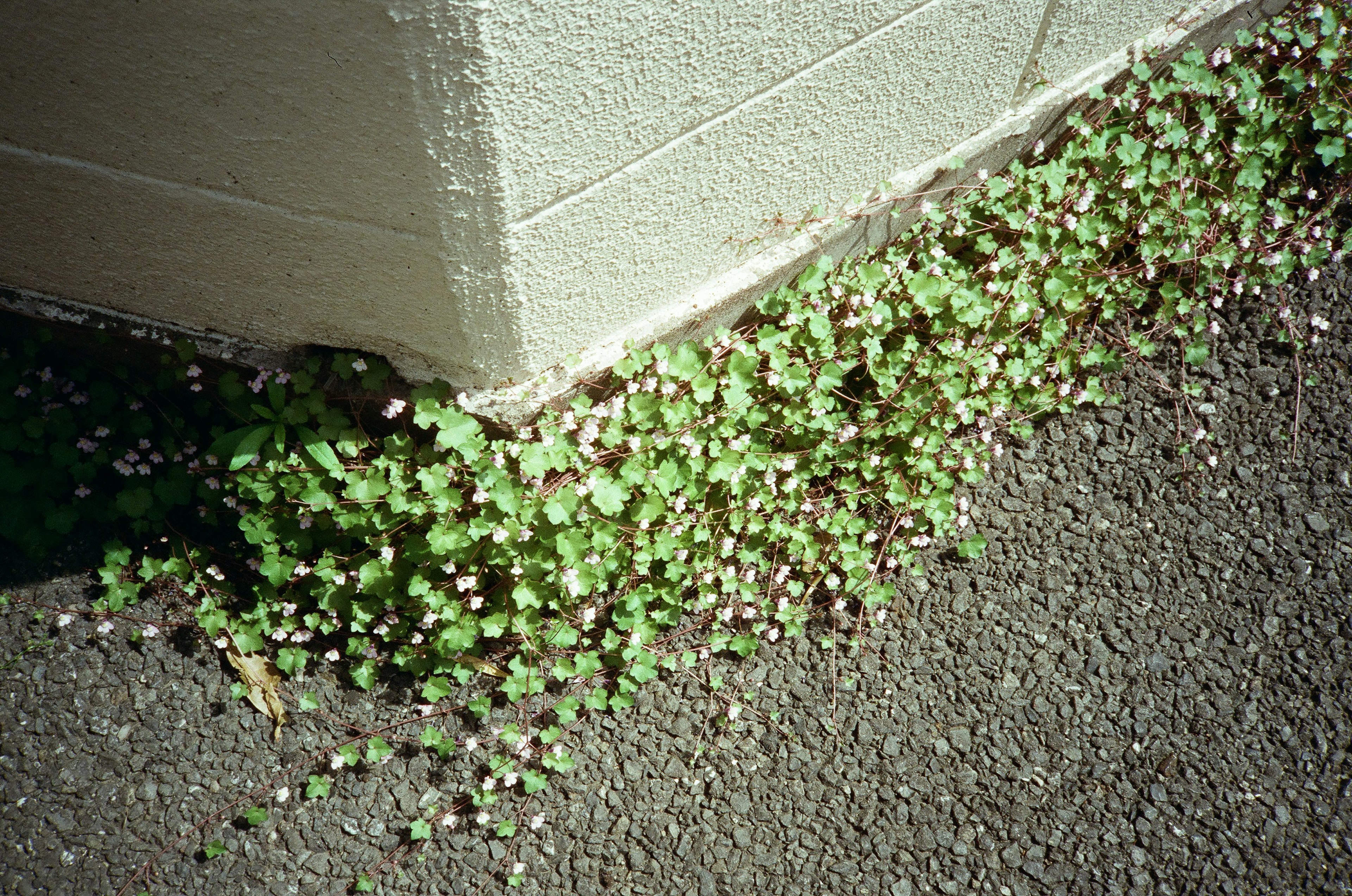 コンクリートの角に生える緑の植物と小さな白い花