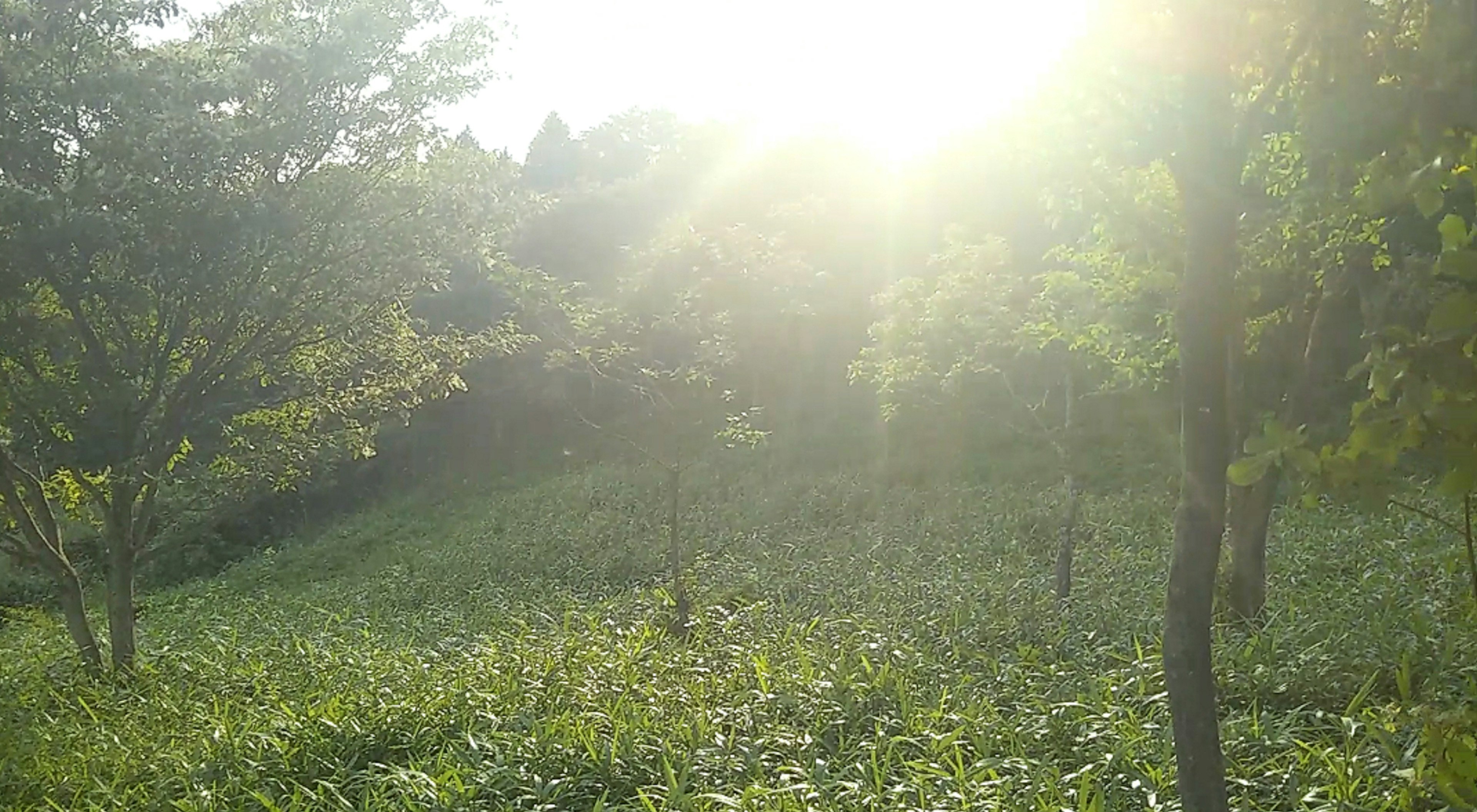 แสงแดดสว่างส่องผ่านทิวทัศน์สีเขียวที่อุดมสมบูรณ์