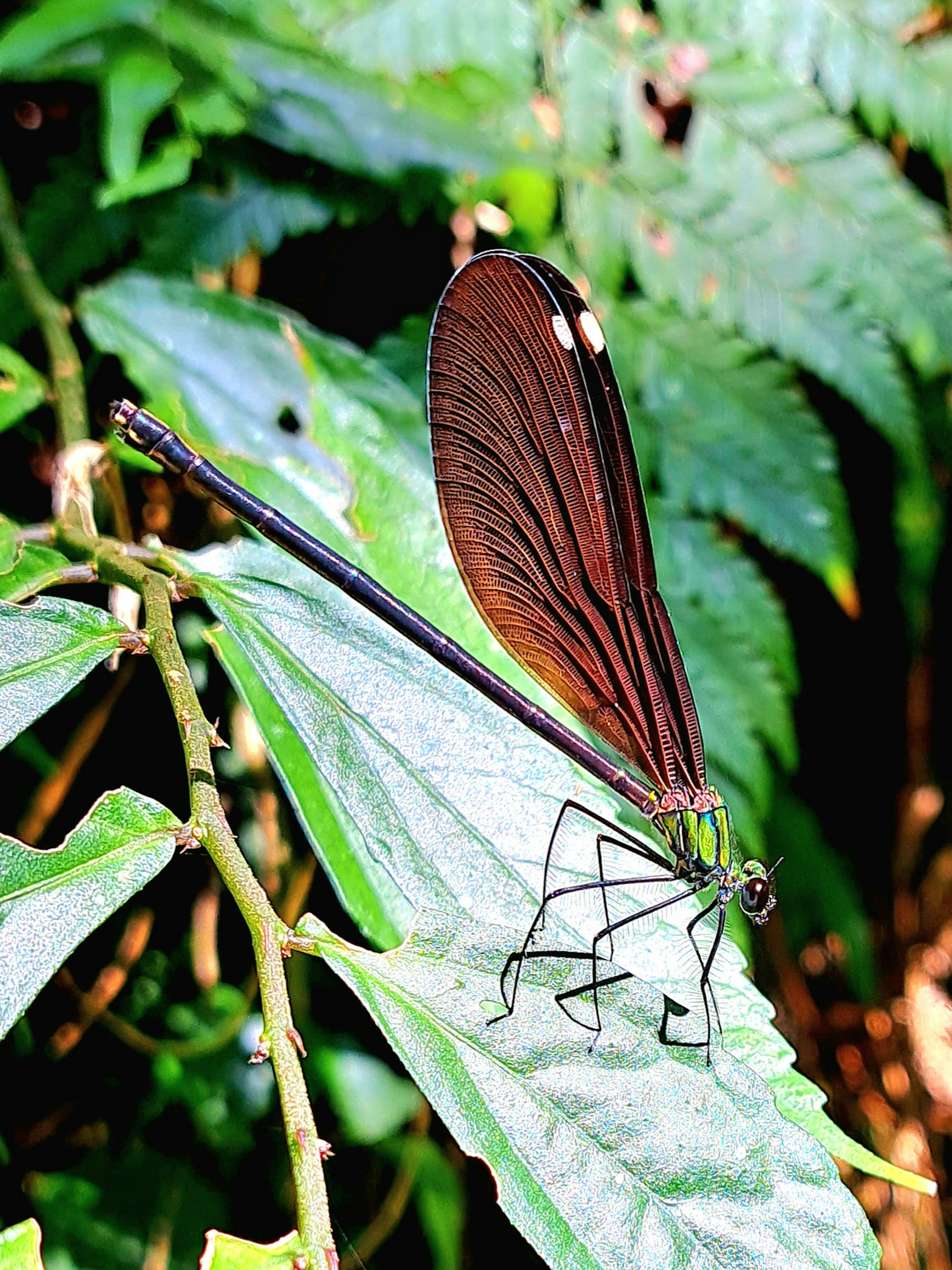 Una mariposa negra posada sobre una hoja verde