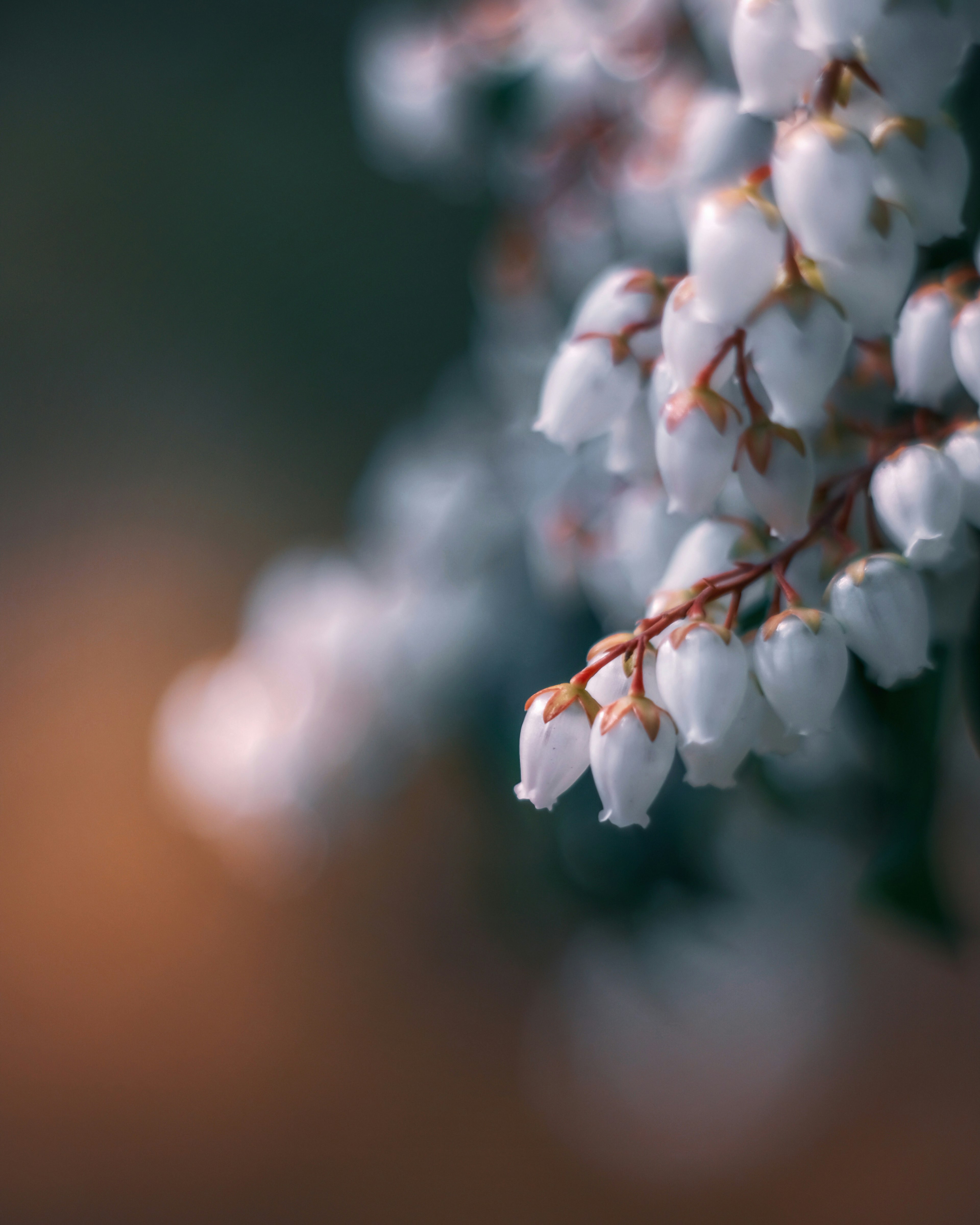 Primer plano de botones de flores blancas colgando con un fondo borroso