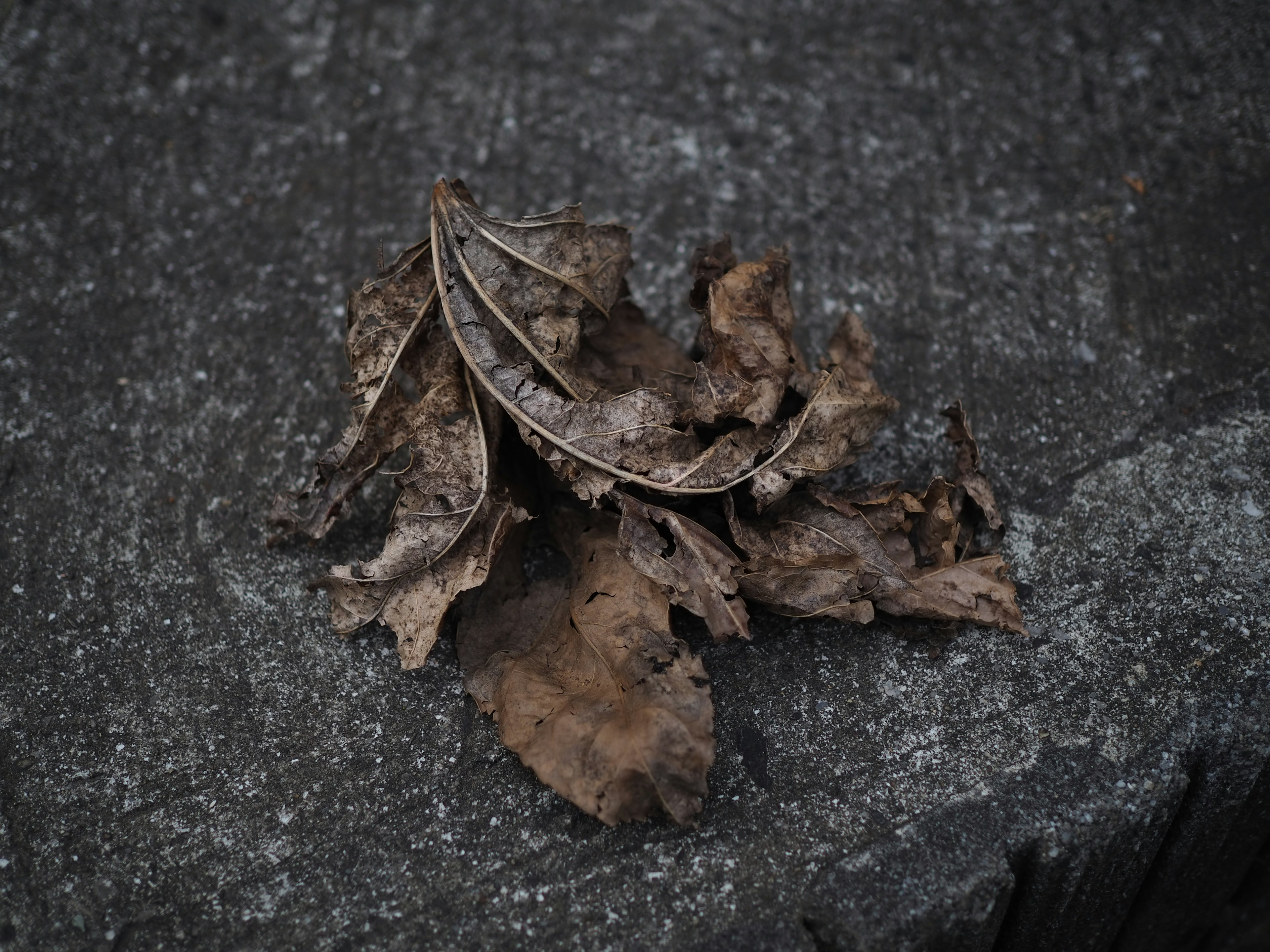 A pile of dried leaves on a stone surface