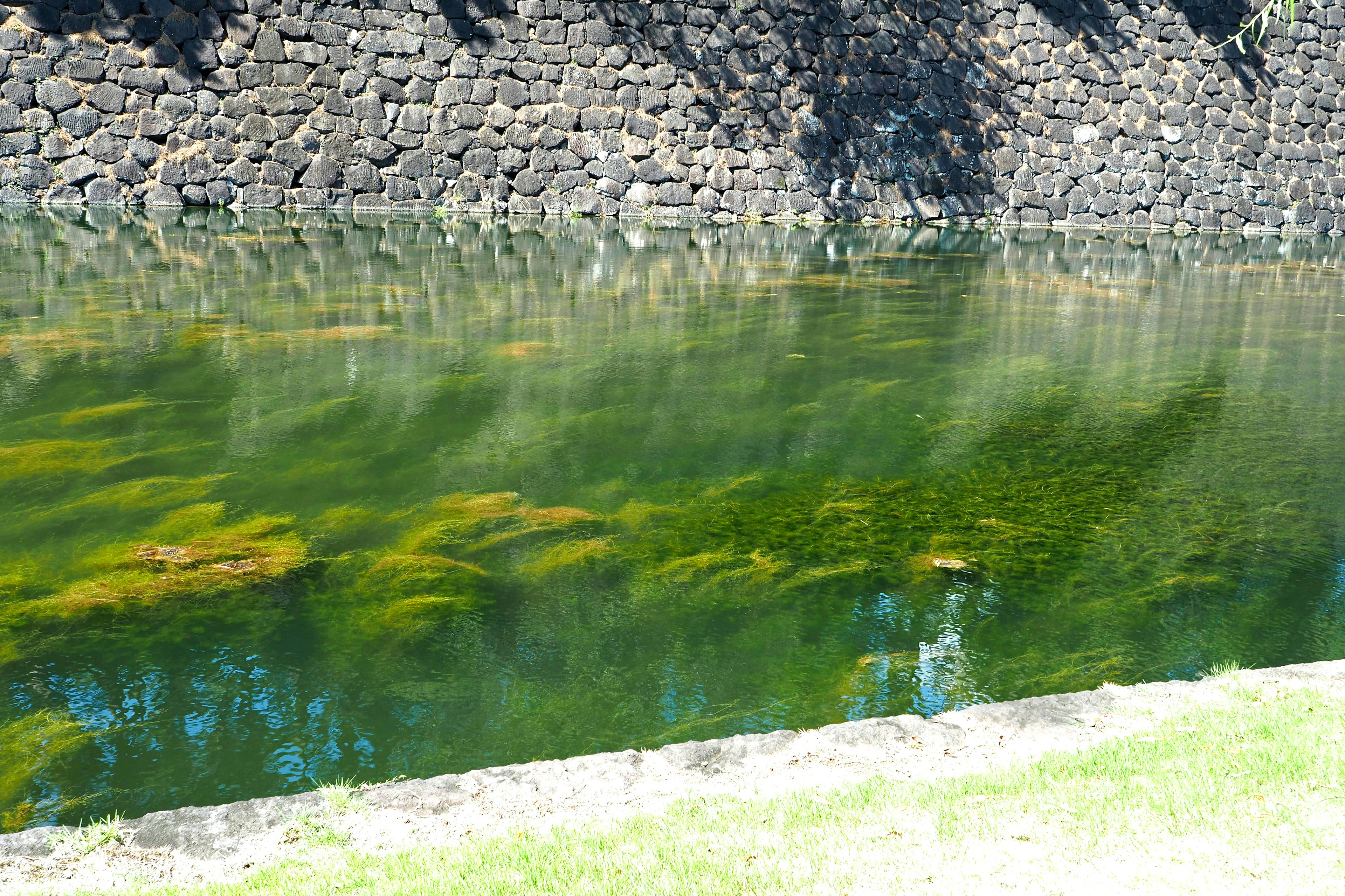 Calm water reflecting green vegetation and stone wall