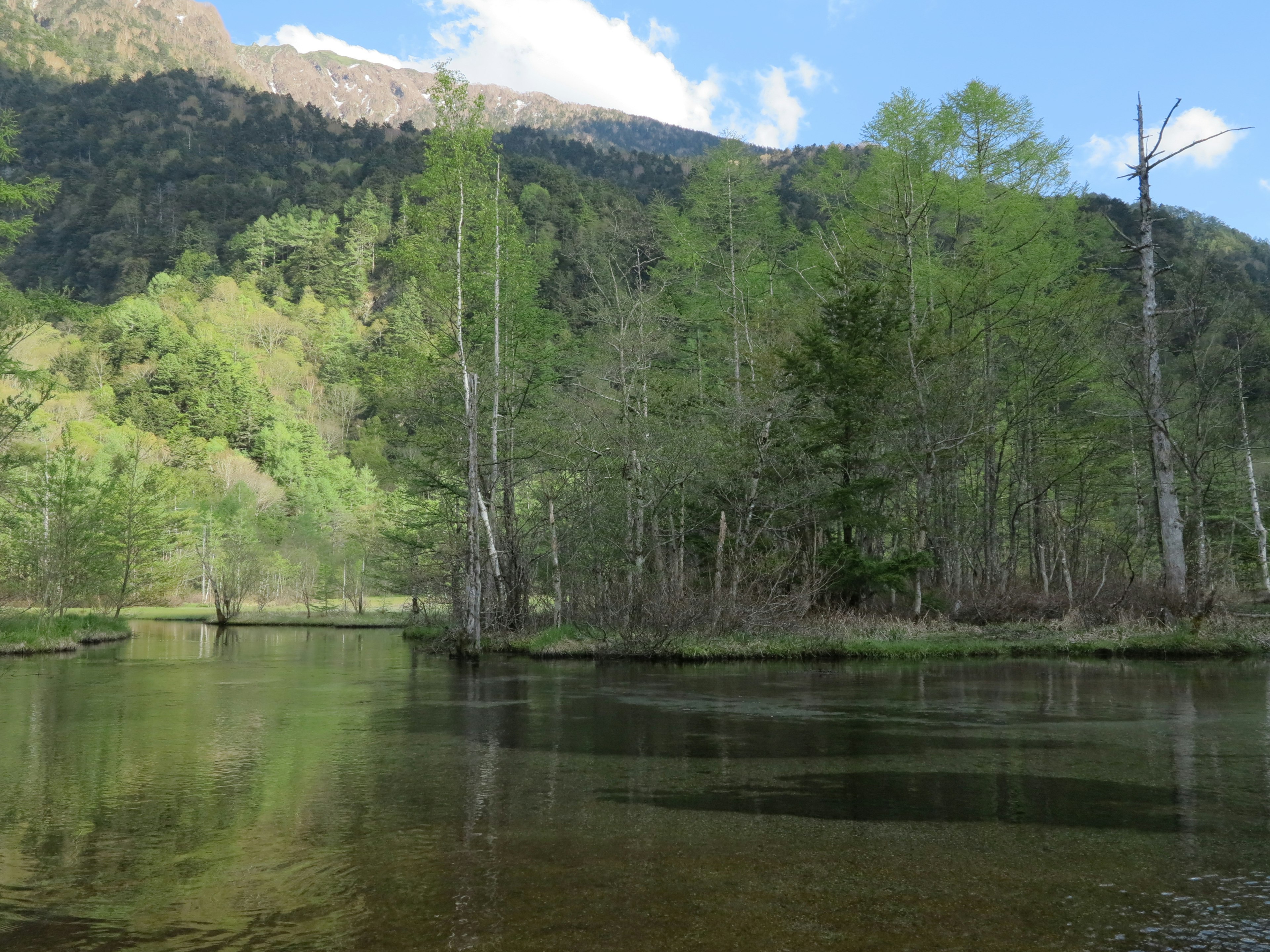 Lush green trees reflecting on a calm water surface