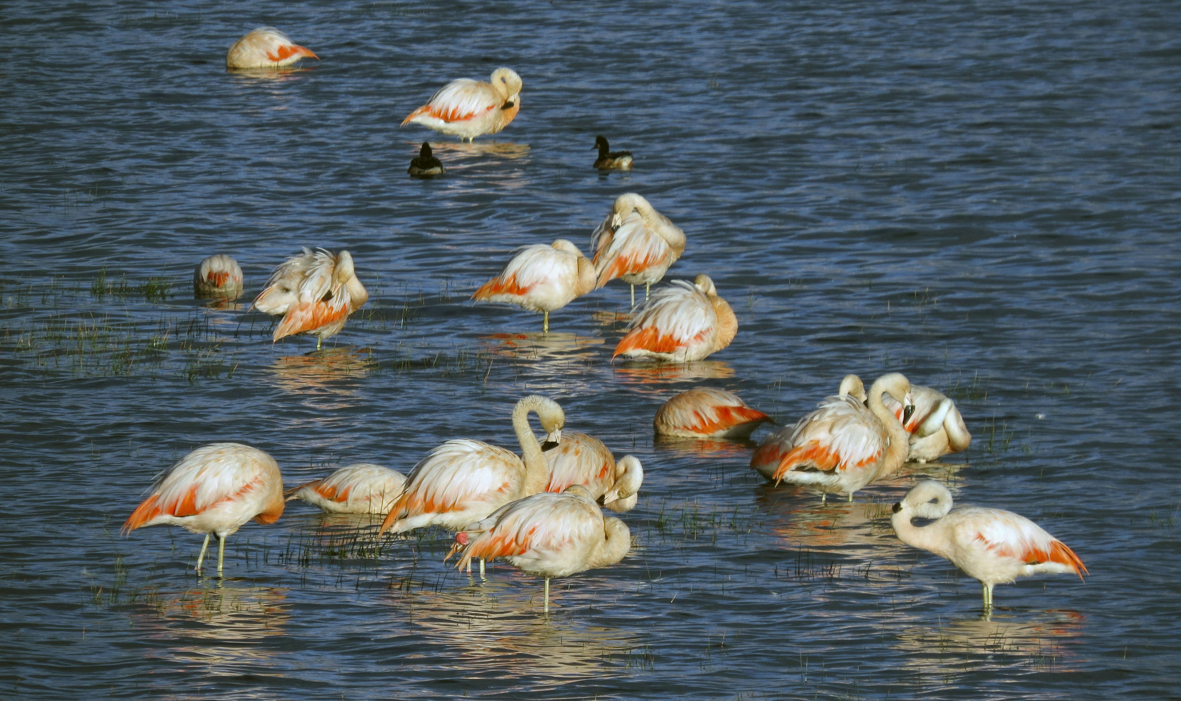 A flock of flamingos resting on the water's surface with other waterfowl