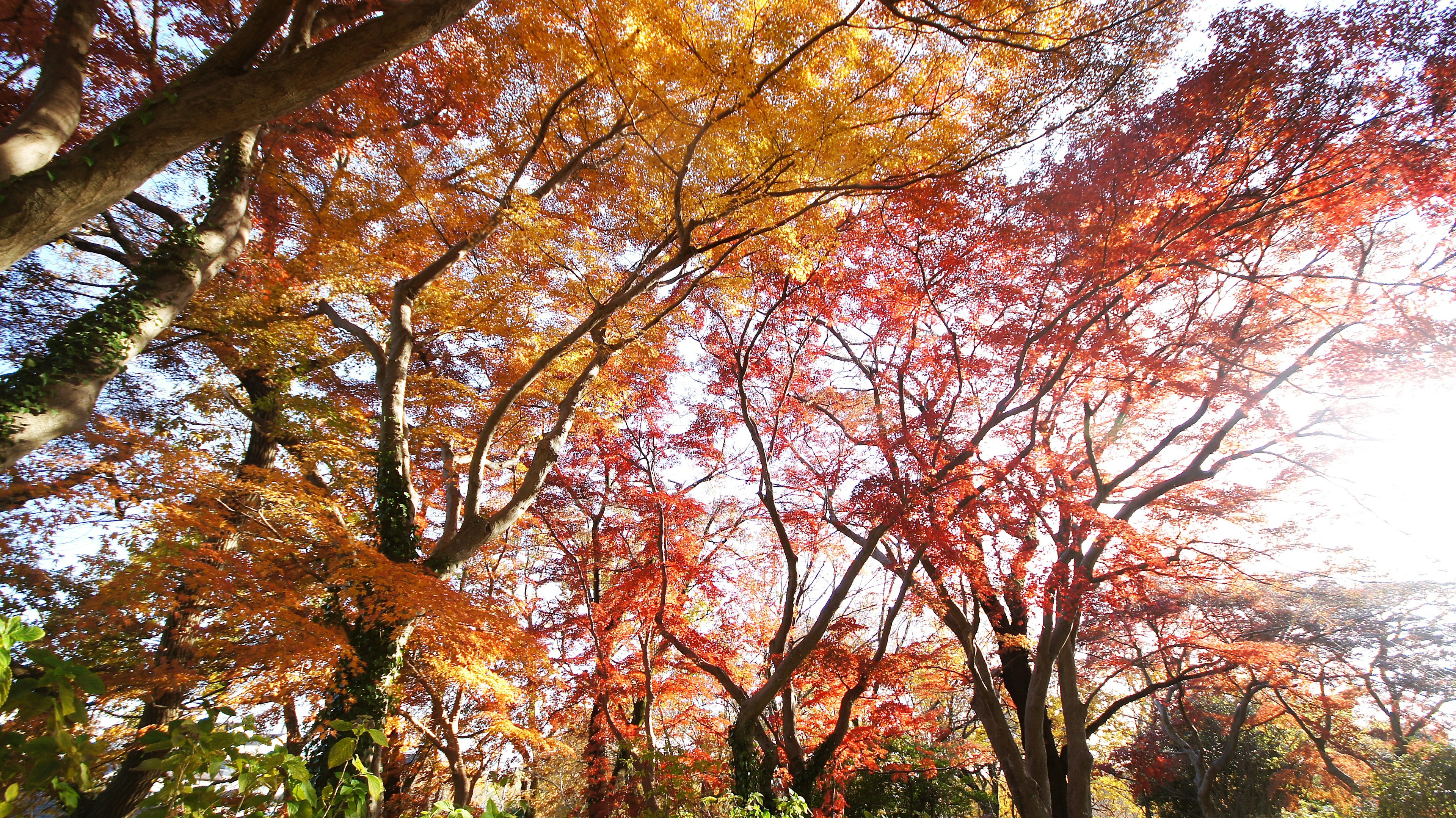 Arbres aux feuillages d'automne vibrants baignant dans la lumière du soleil