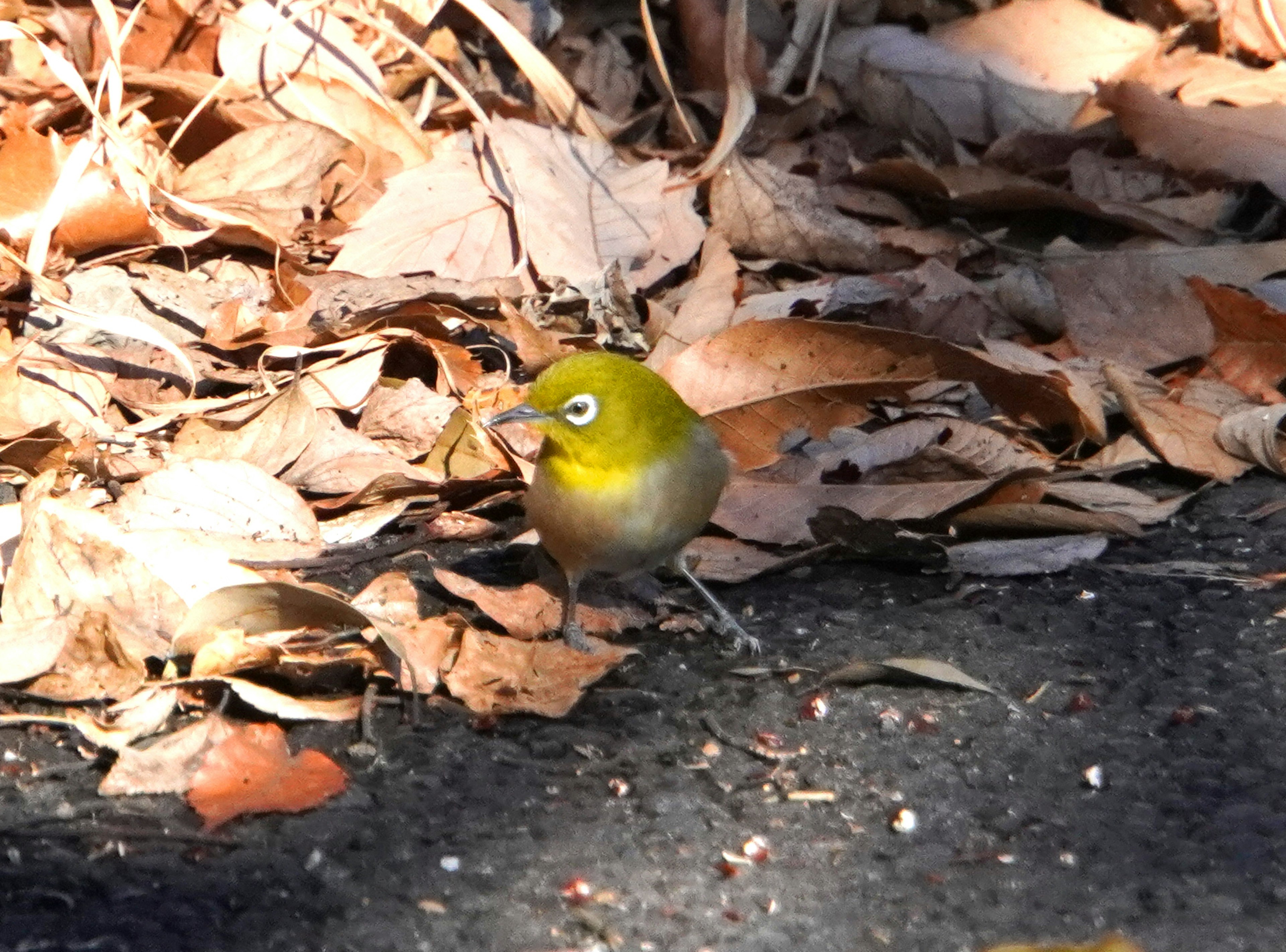 Kleiner gelber Vogel, bekannt als japanisches Weißauge, auf gefallenen Blättern