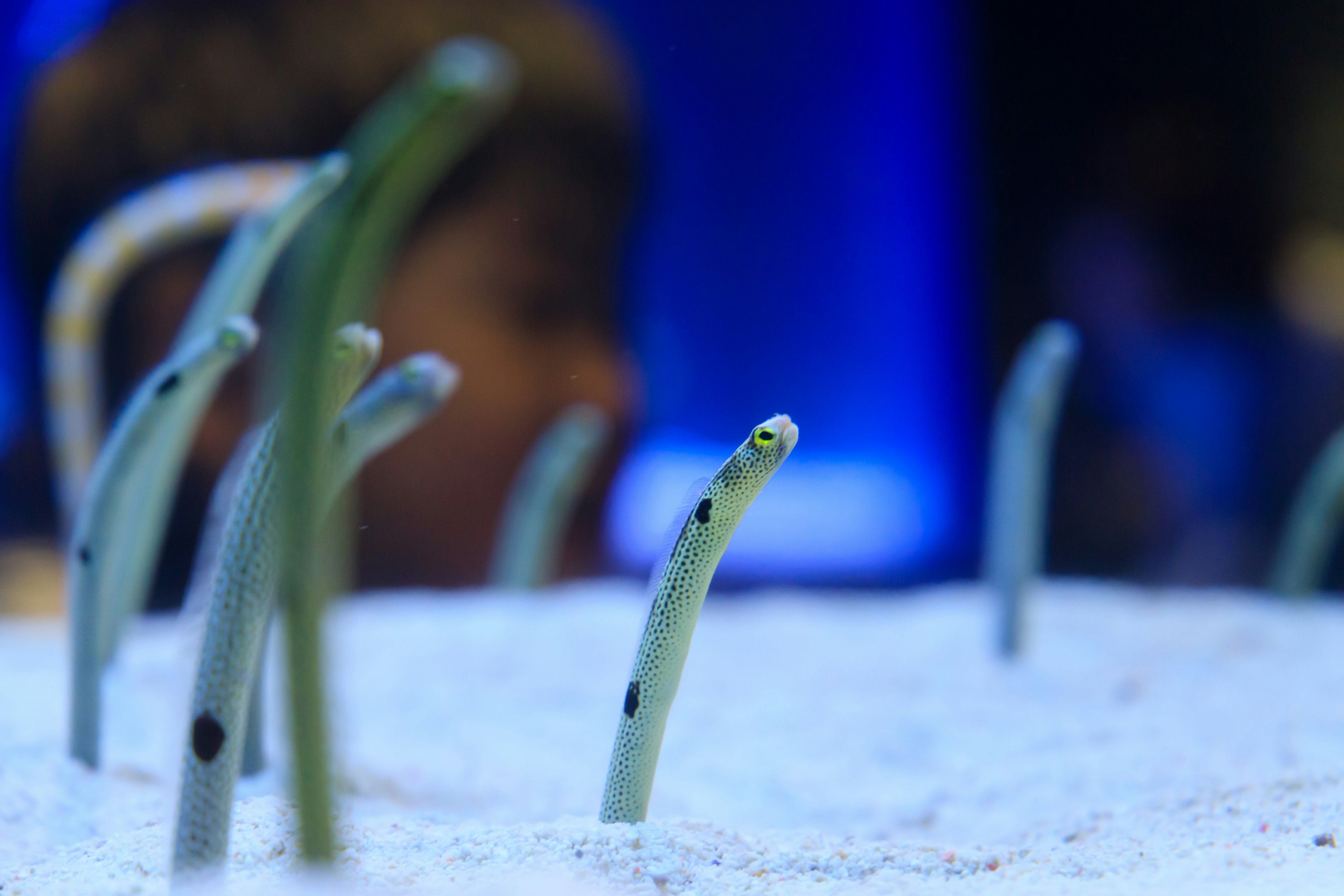 Grupo de criaturas marinas saliendo de la arena con un fondo azul