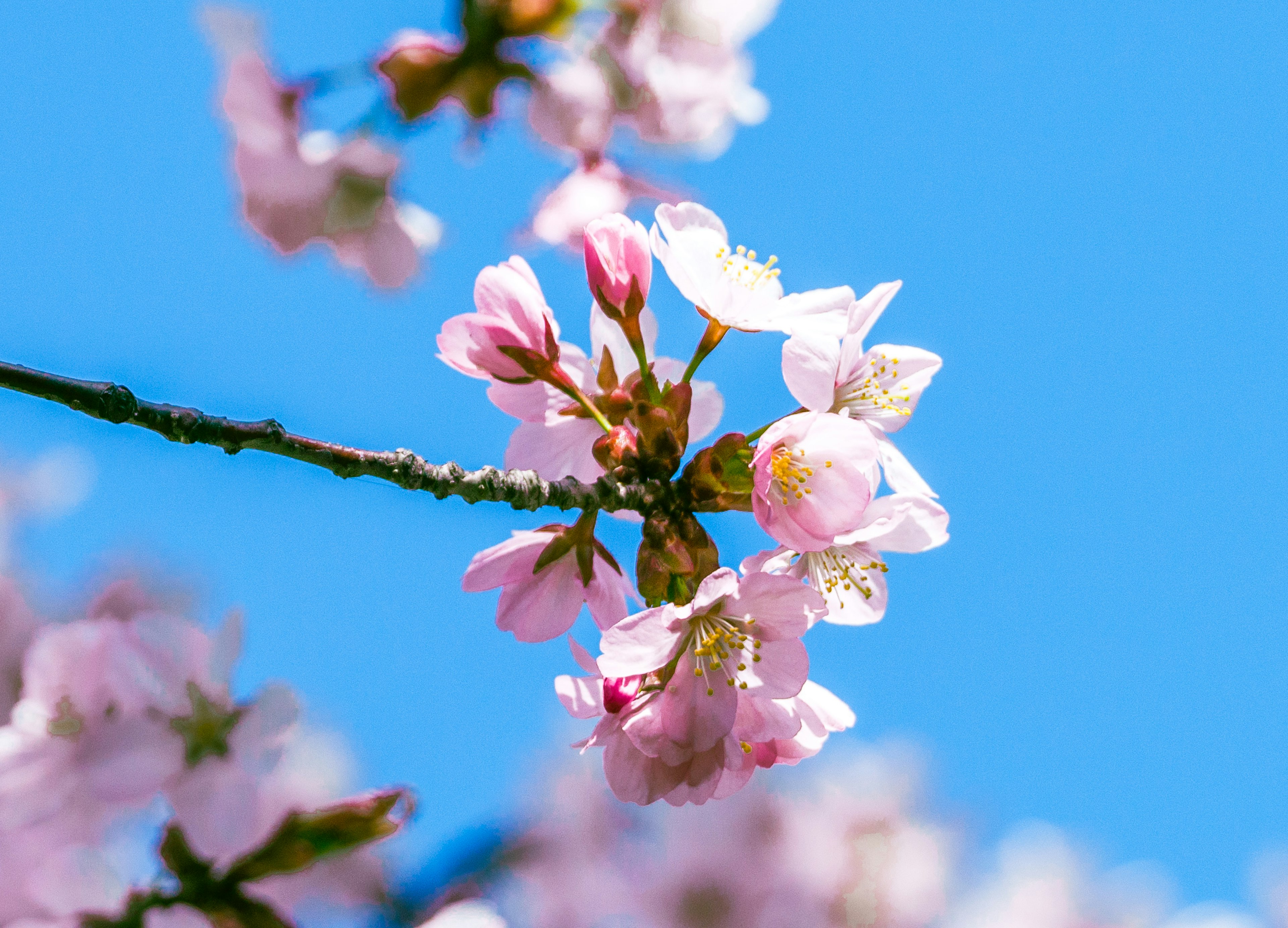 Gros plan de fleurs de cerisier sur fond de ciel bleu