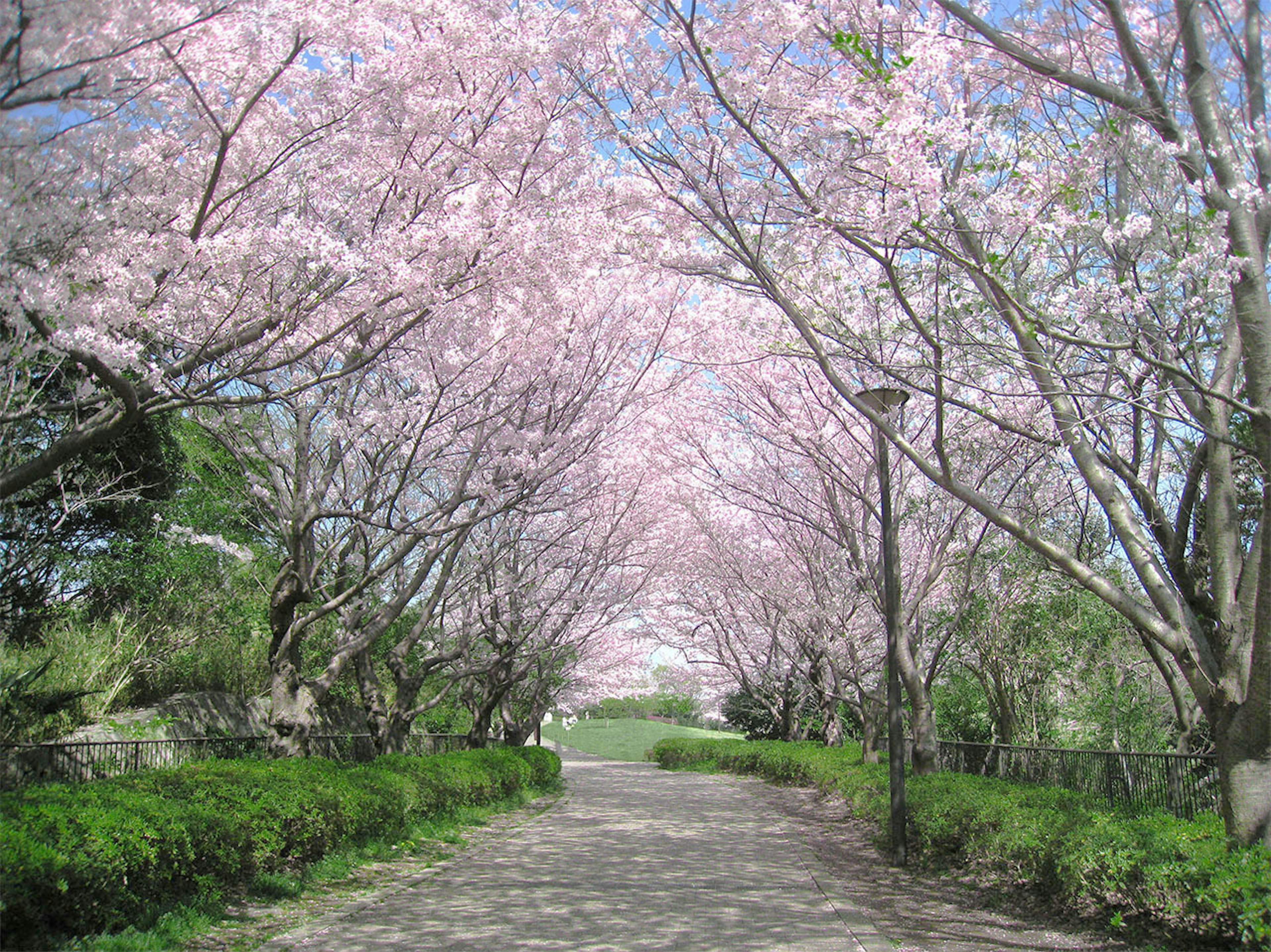 Camino flanqueado por cerezos en flor en primavera