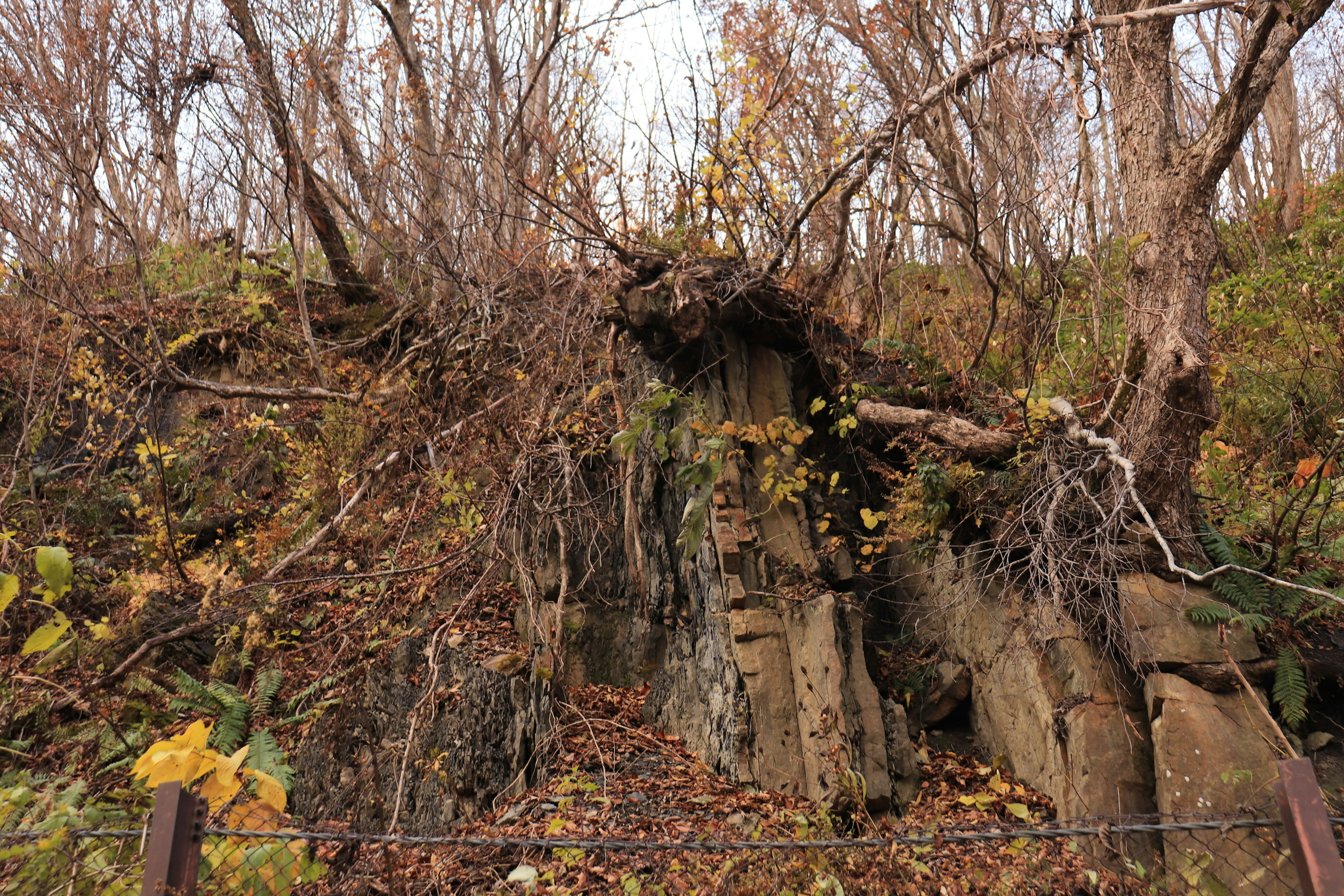 Rocky cliff with exposed roots and autumn foliage