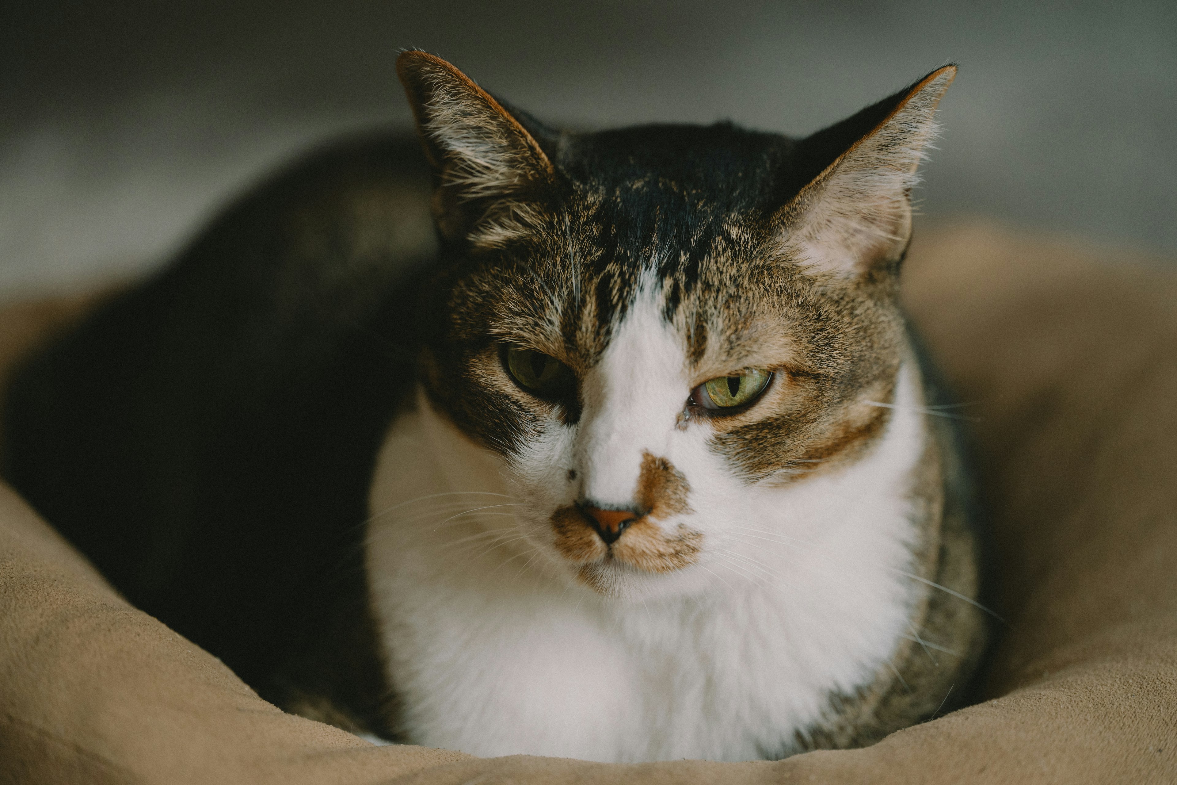 Kucing tenang beristirahat di bantal dengan ciri khas