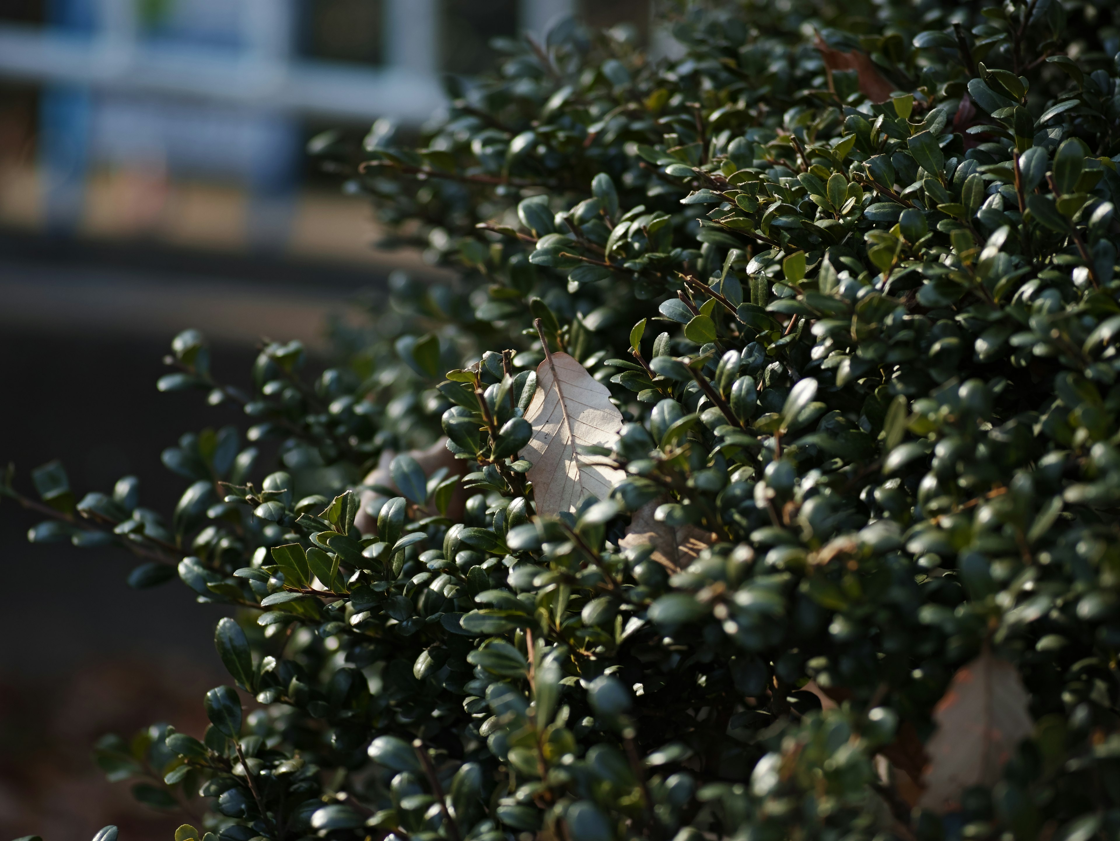 A close-up of a bush with green leaves and a white object partially visible