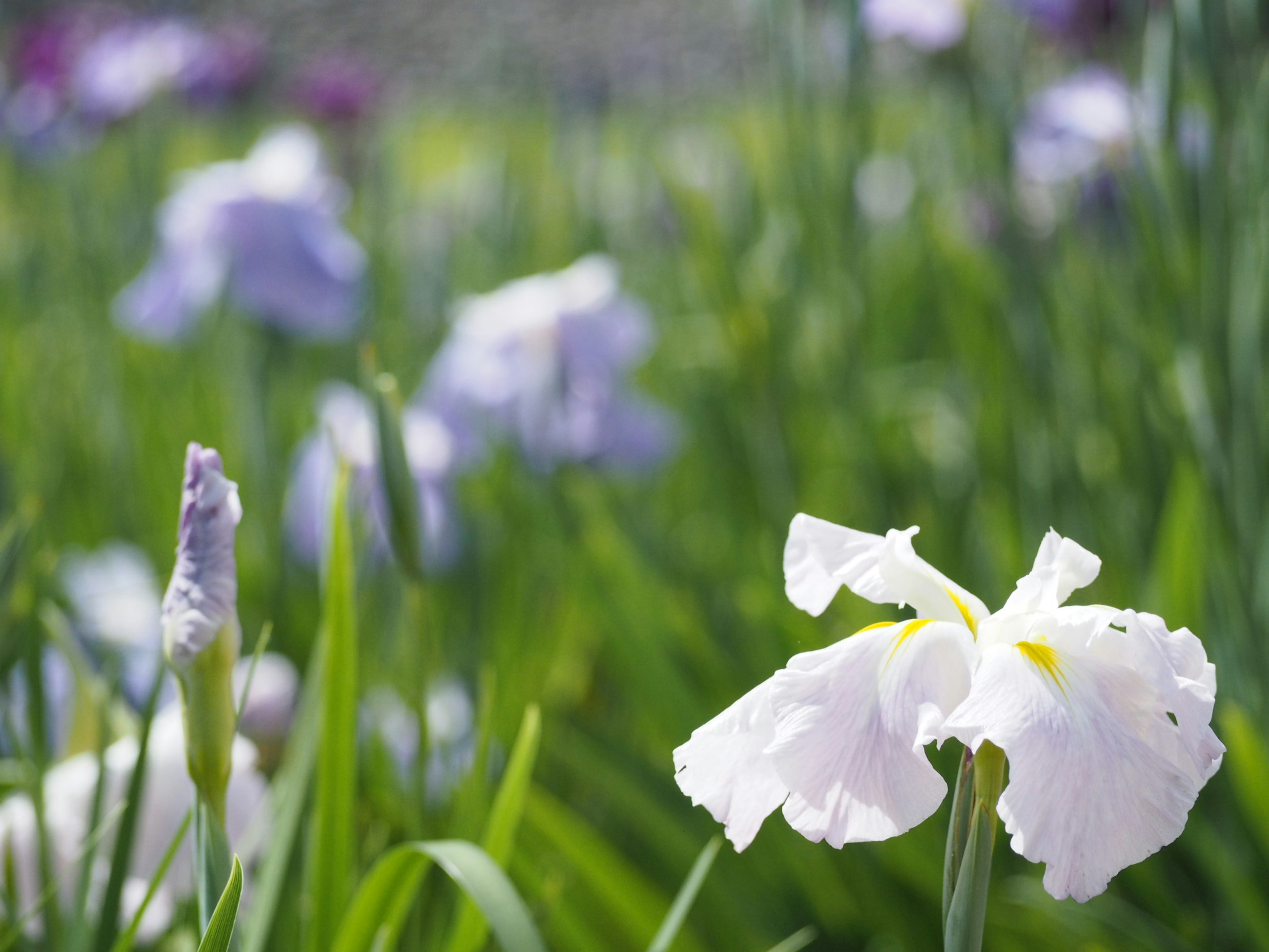 Primo piano di un fiore d'iris bianco circondato da erba verde e fiori viola sfocati