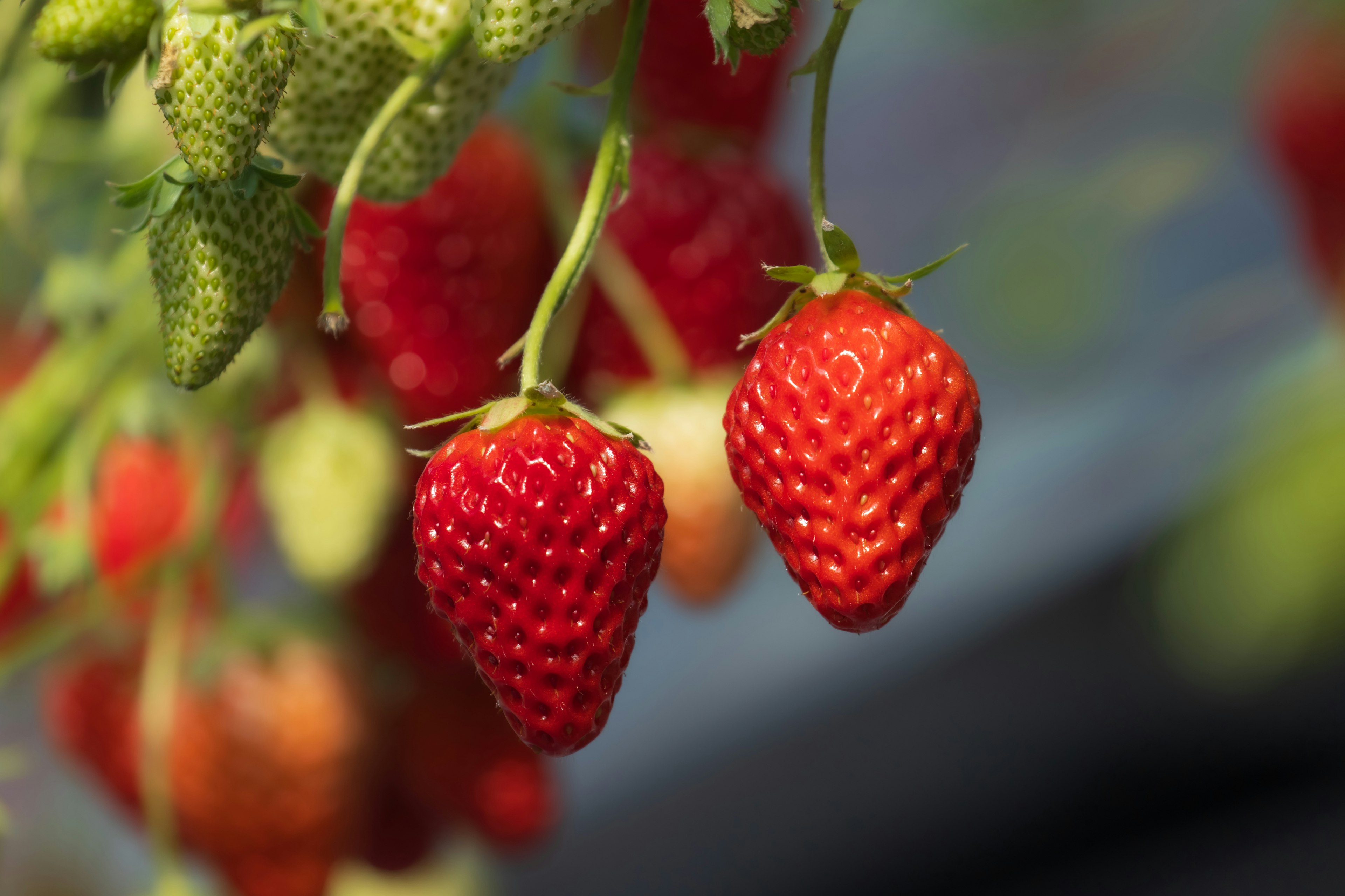 Red strawberries hanging from green leaves